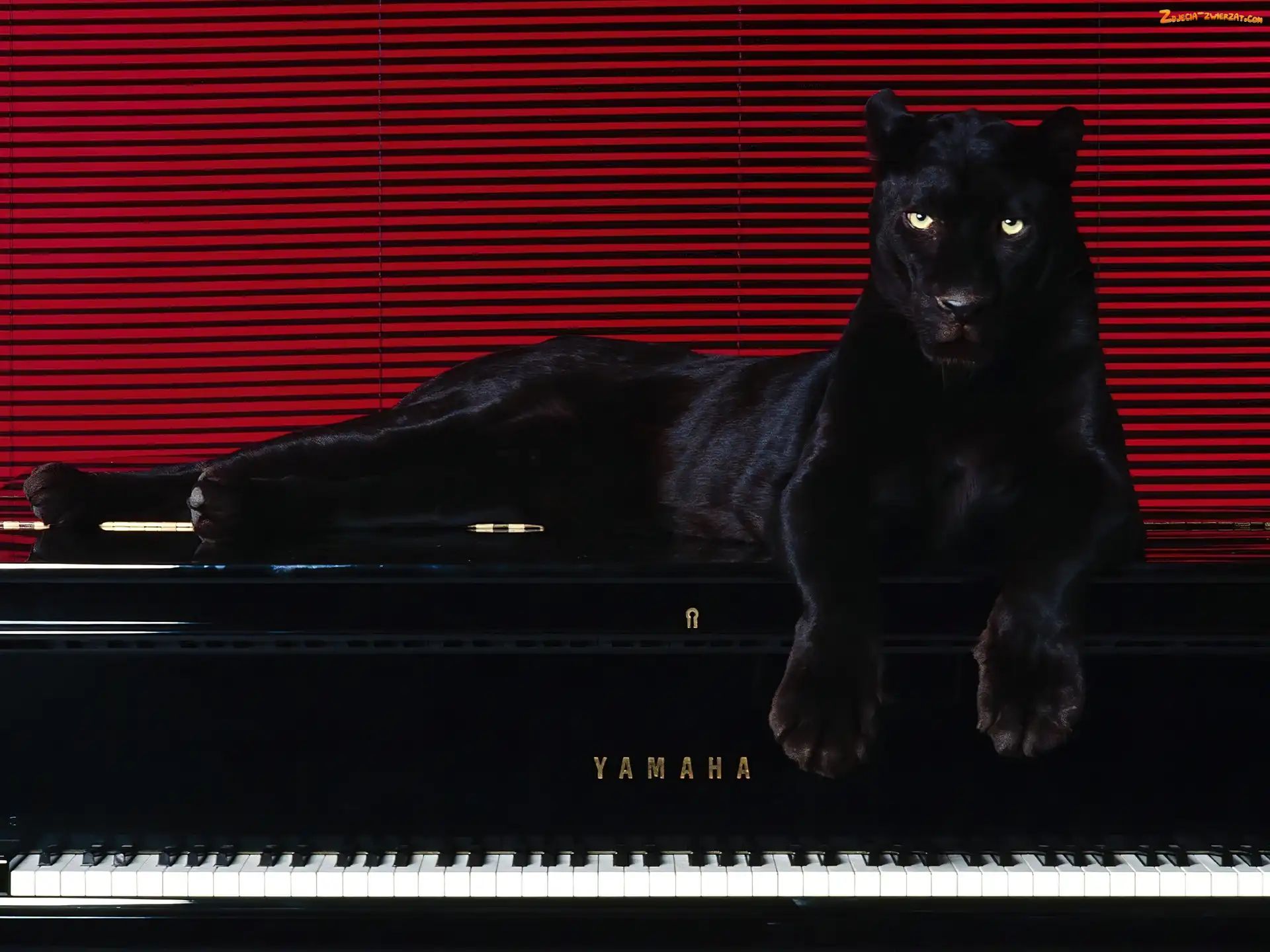 Pianino, Czarna, Pantera
