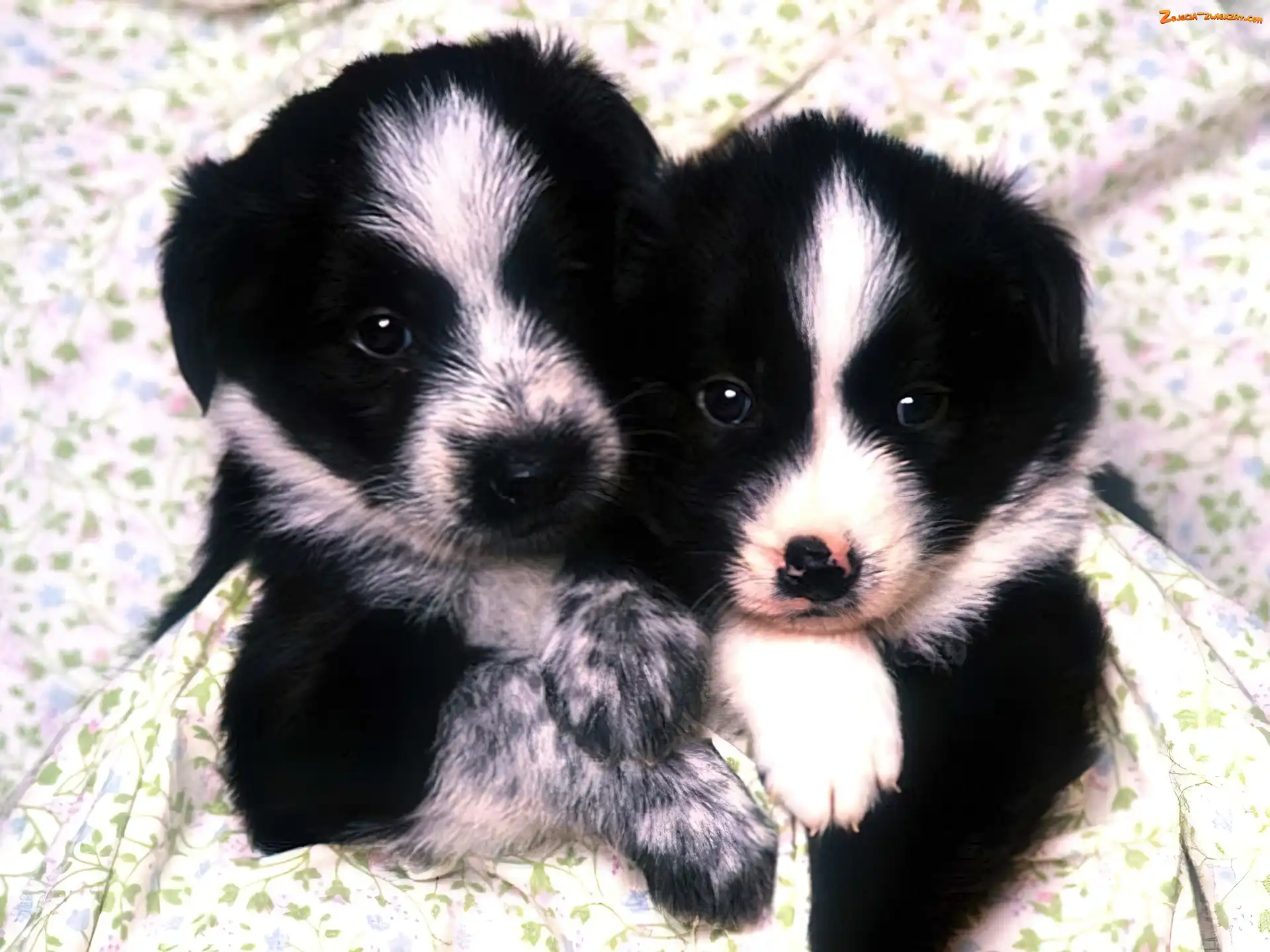 Border Collie, Pieski, Czarne, Biało, Małe