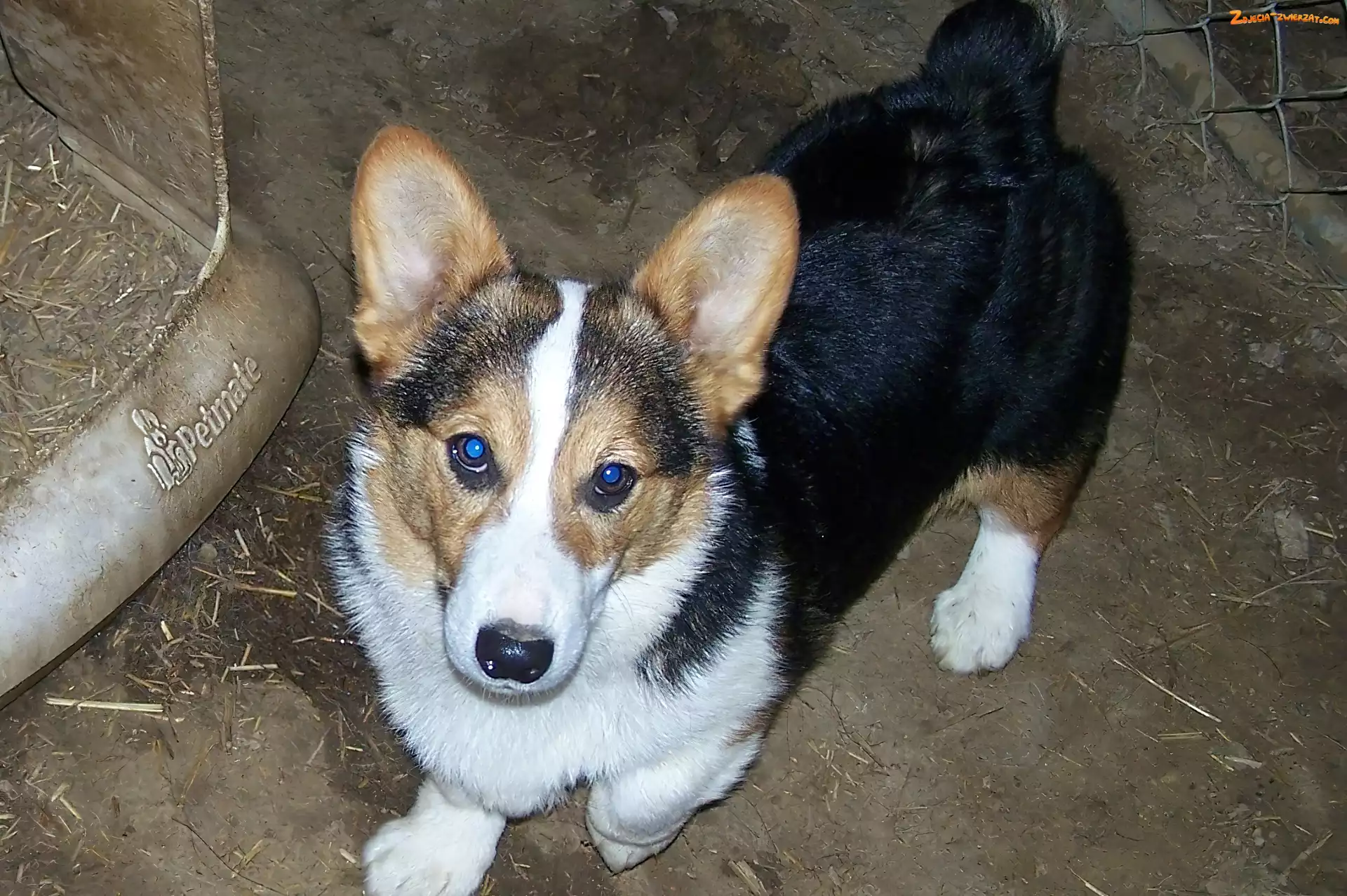Welsh corgi pembroke, czarne, umaszczenie, podpalane