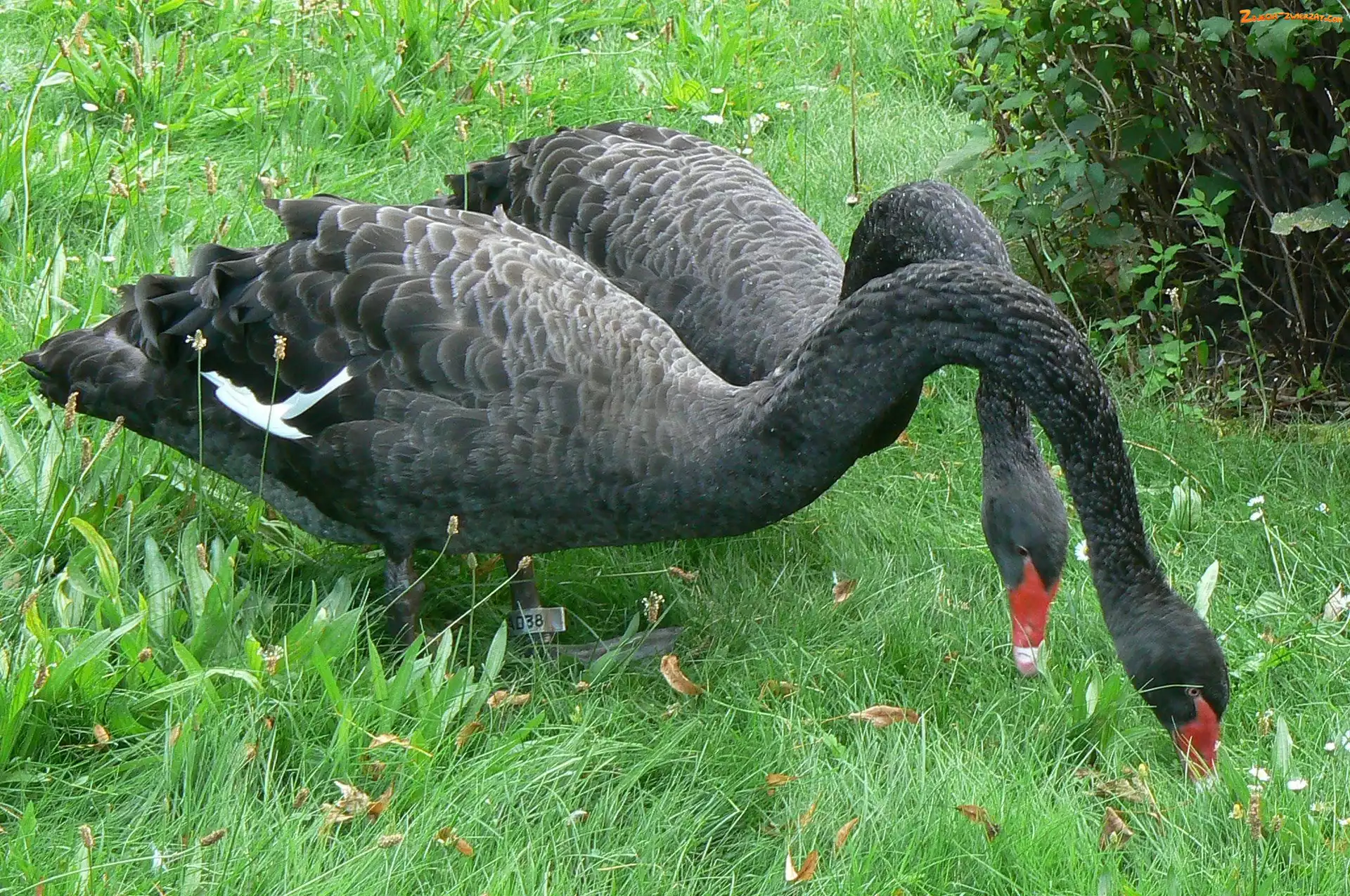 Trawa, Czarne, Łabędzie
