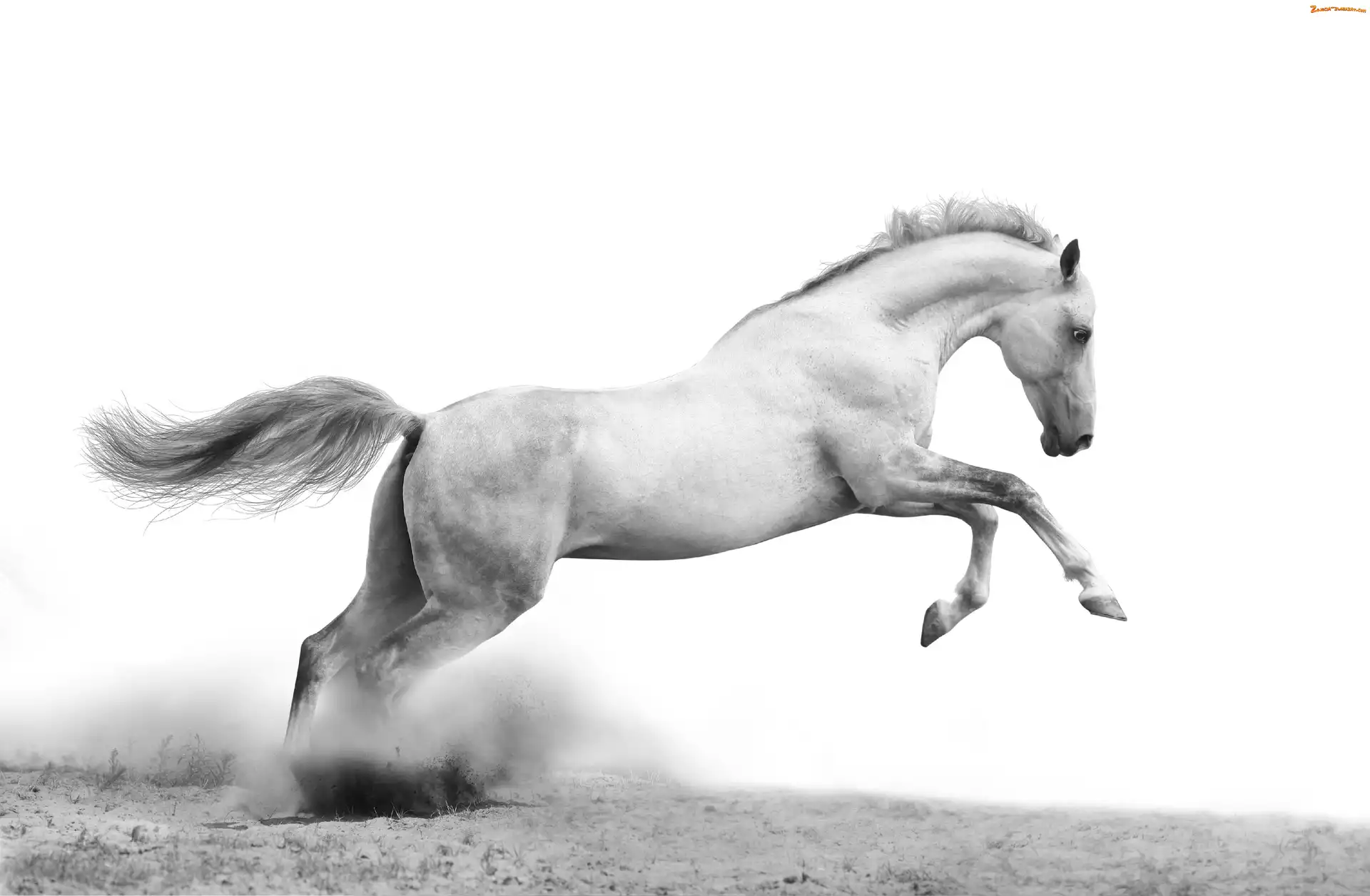 Czarno-Białe, Piach, Biały, Koń, Galop