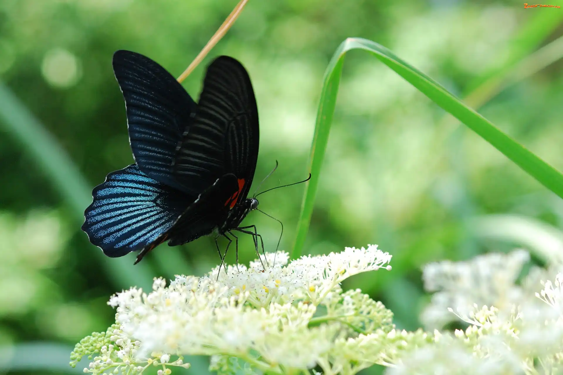 Motyl, Czarno, Niebieski