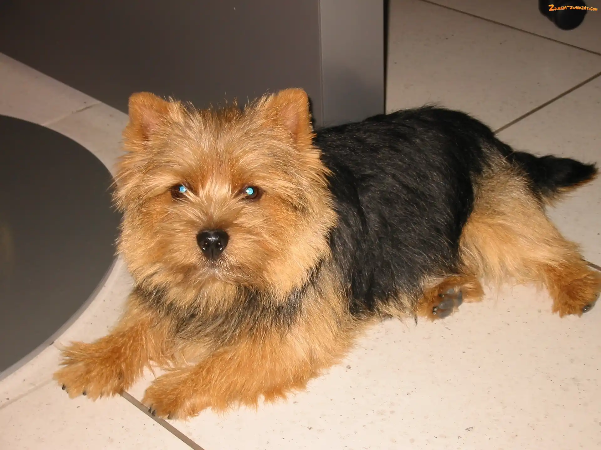 Norwich terrier, czarno-rudy