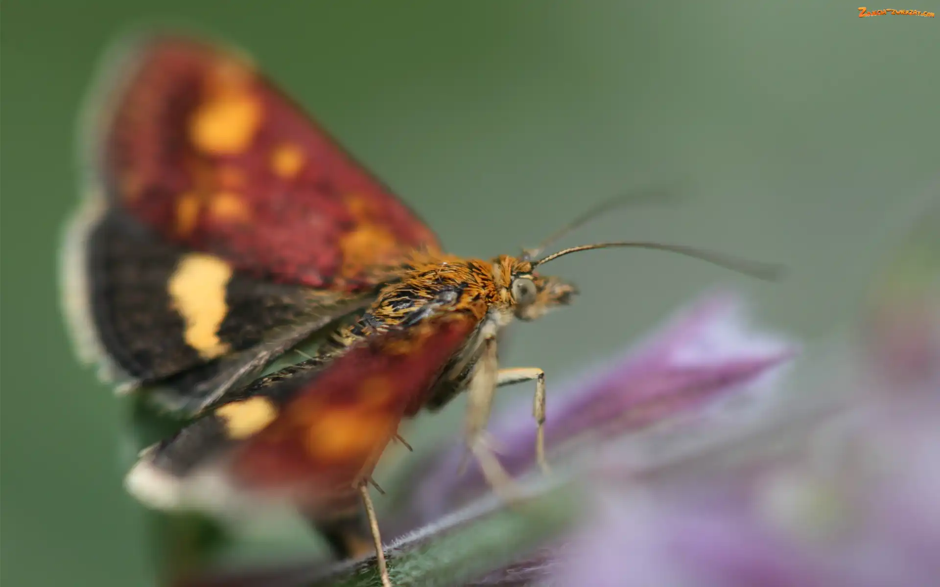 Czarno, Motyl, Żółto, Bordowy