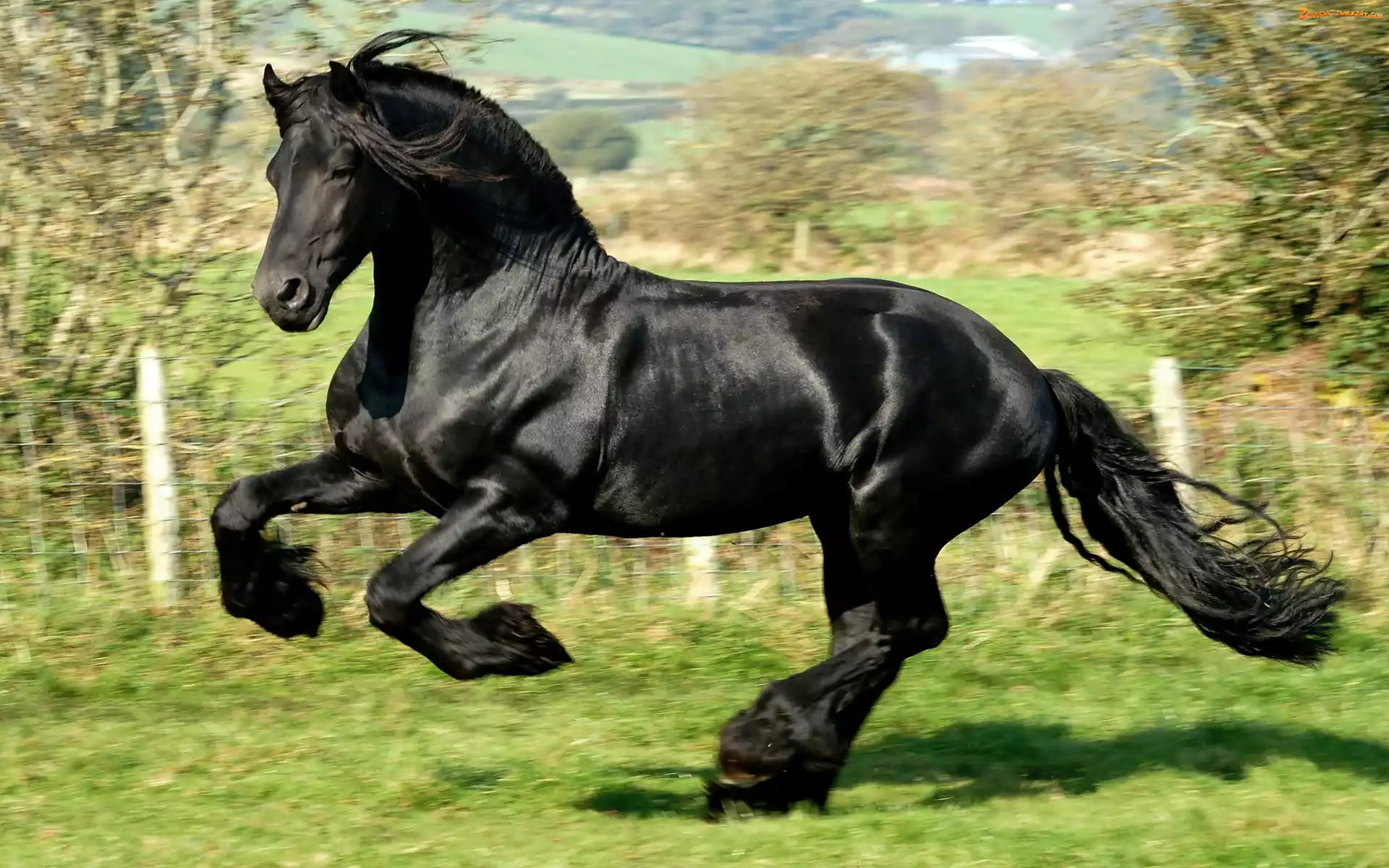 Galop, Czarny, Koń