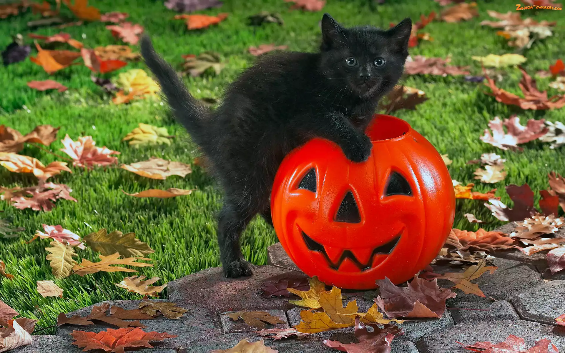 Czarny, Dynia, Halloween, Kotek