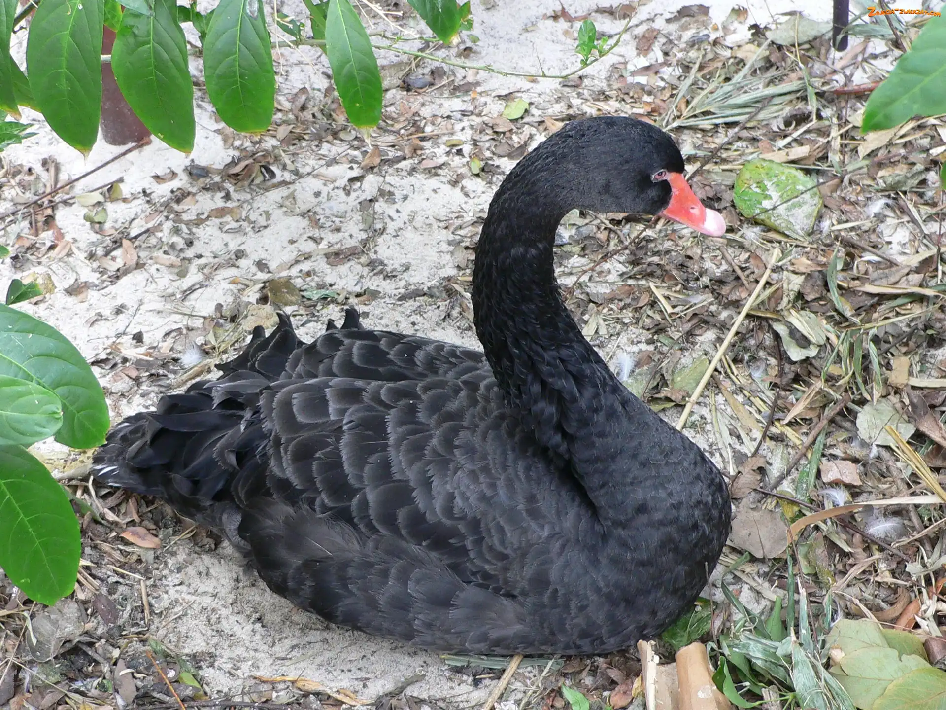 Listki, Czarny, Łabędz