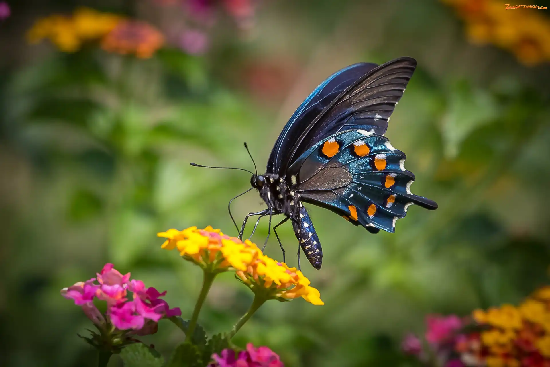 Czarny paź królowej, Zwierzęta, Motyl, Kwiaty
