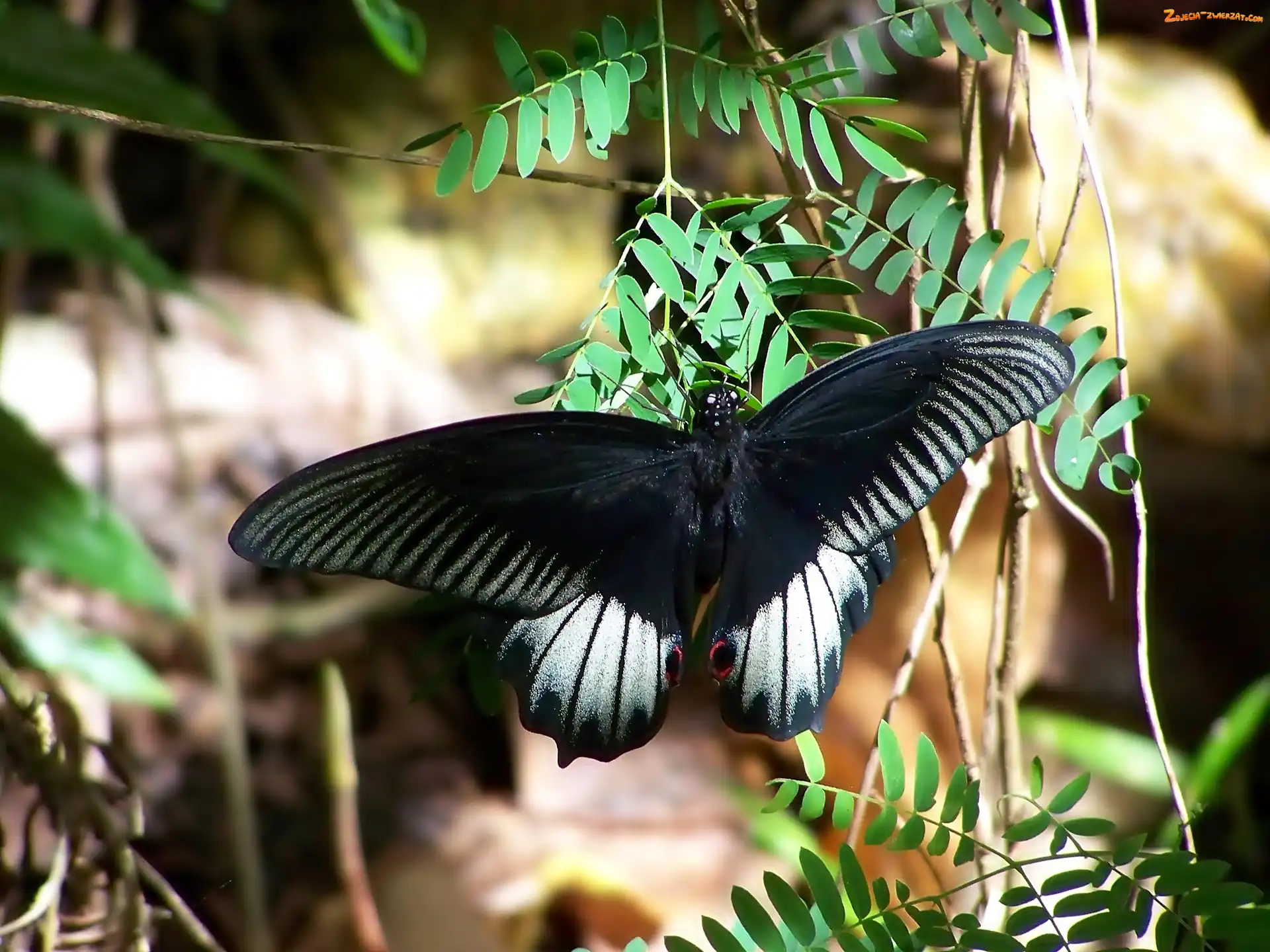 Czarny, Motyl