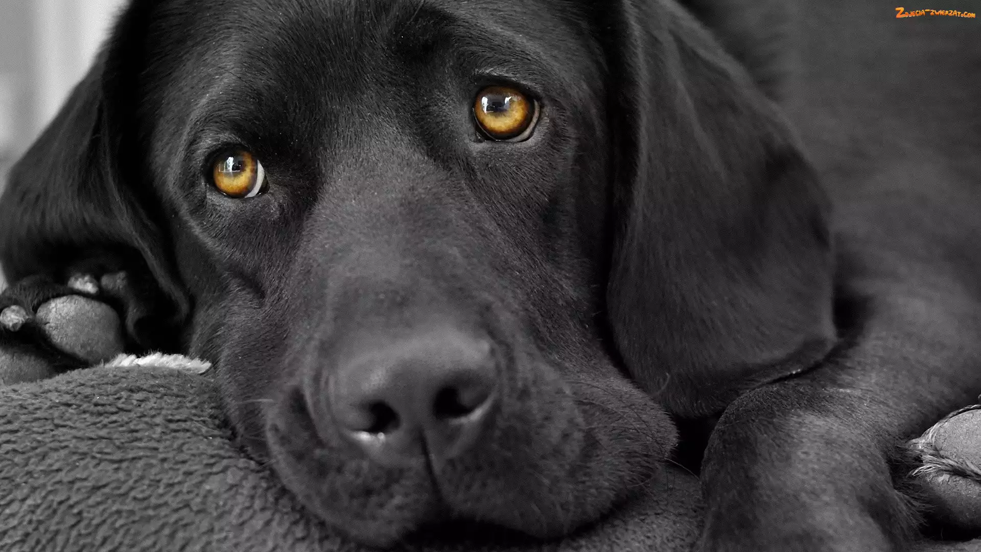 Retriever, Czarny, Labrador