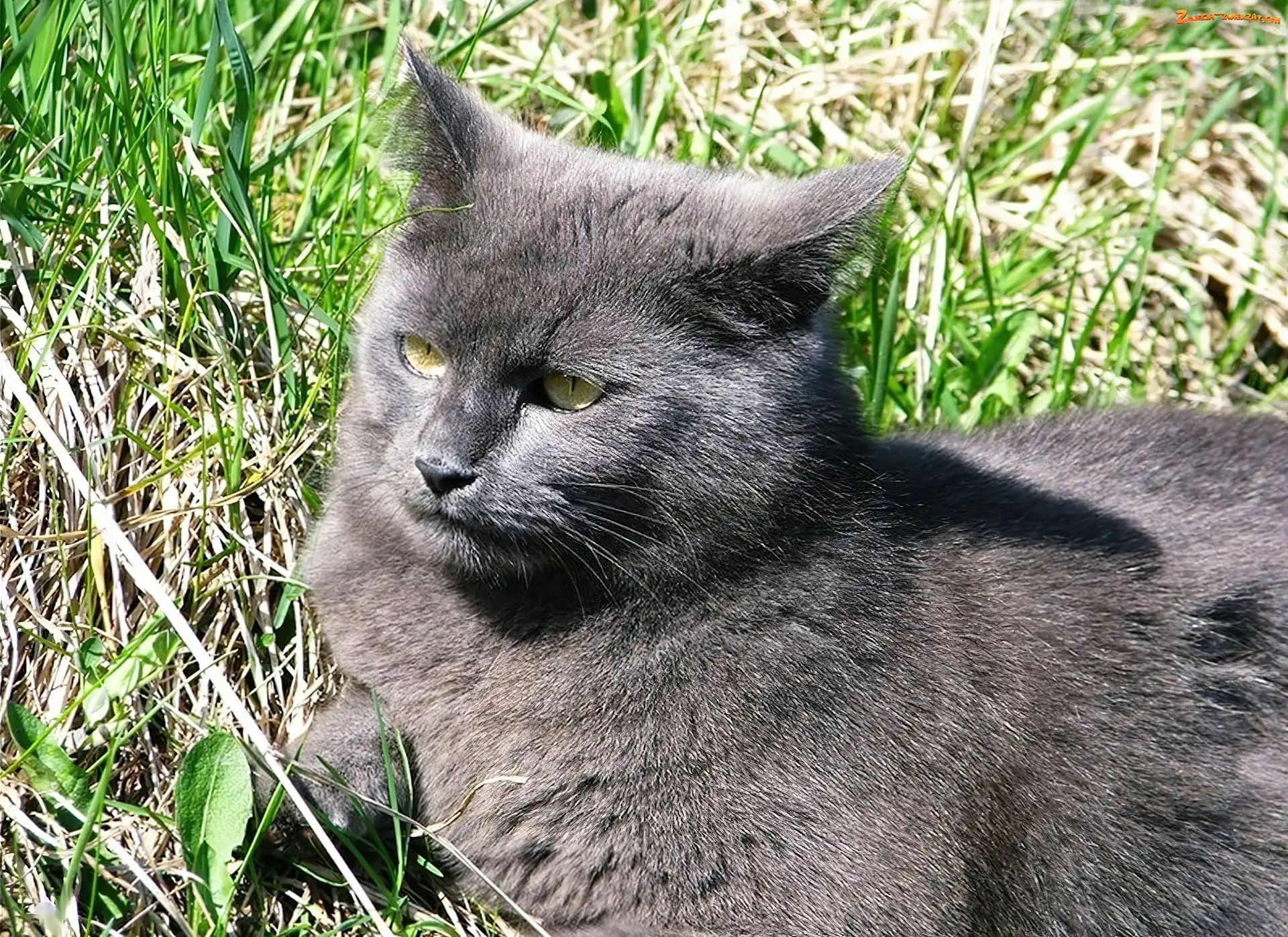 Trawa, Czarny, Kot