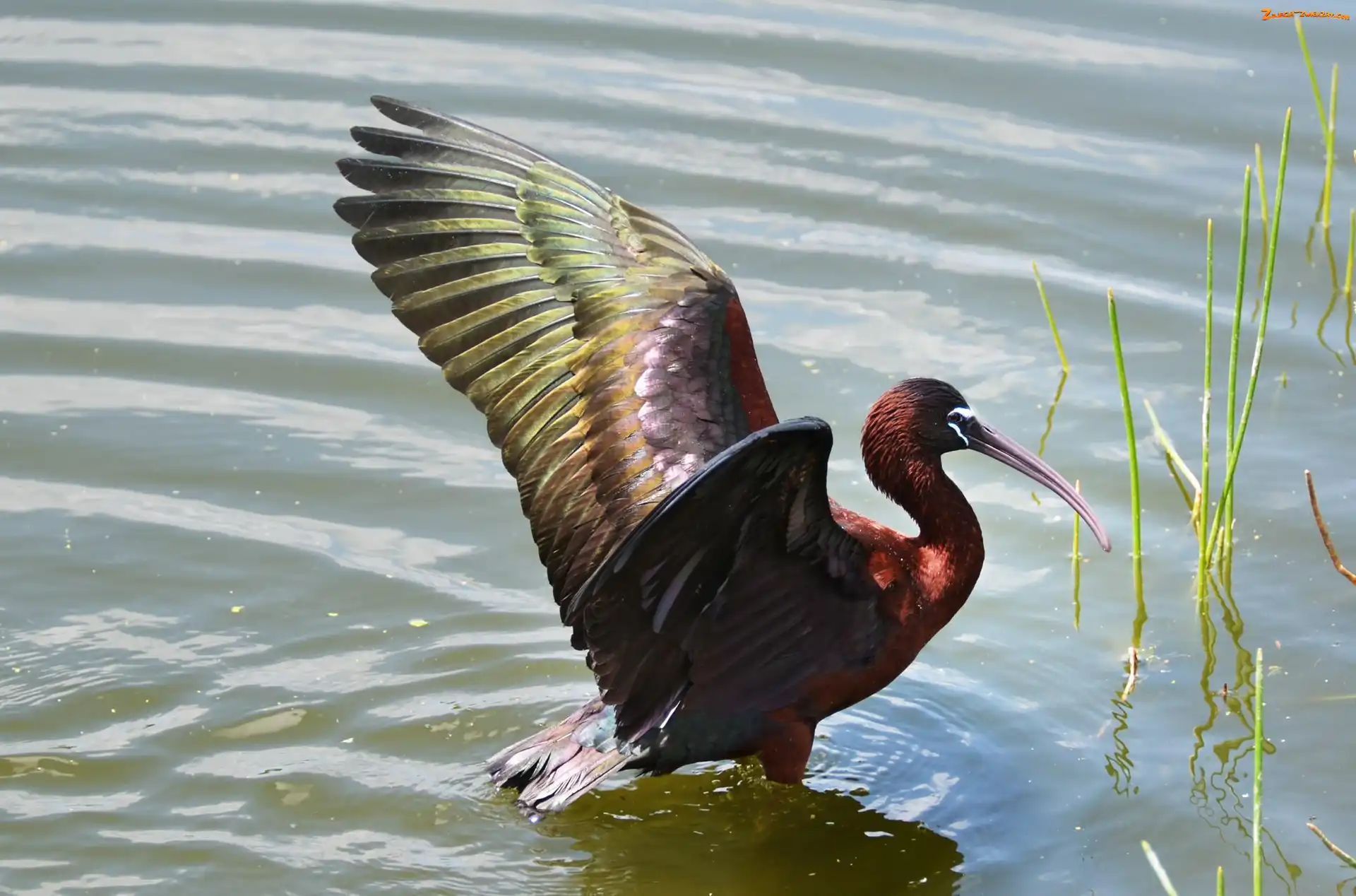 Woda, Czarny, Ibis