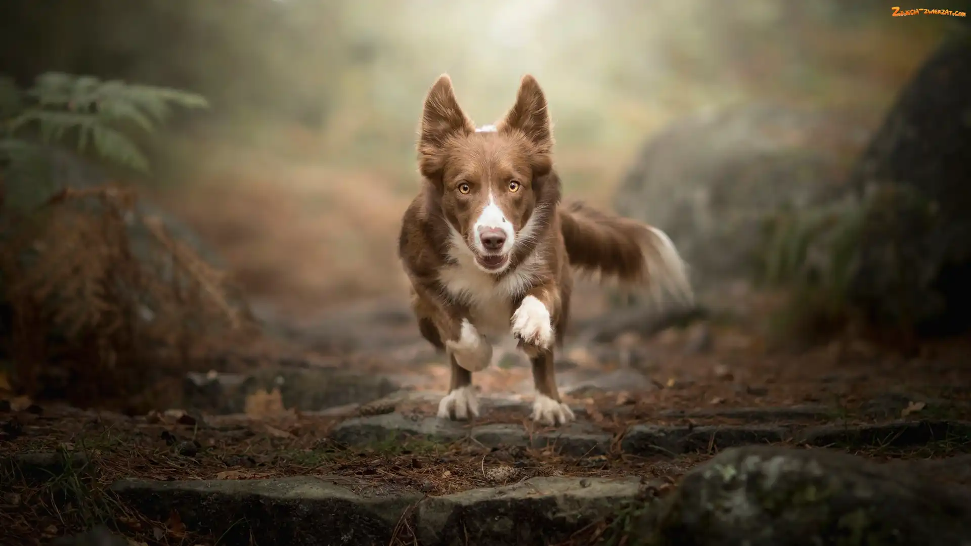 Czekoladowo-biały, Bieg, Pies, Border collie