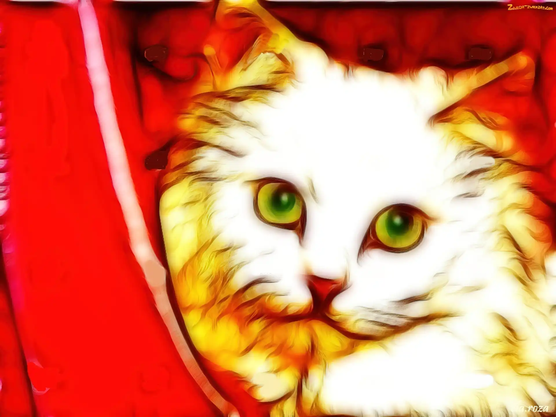 Kot, Czerwona, Fractalius, Kotara