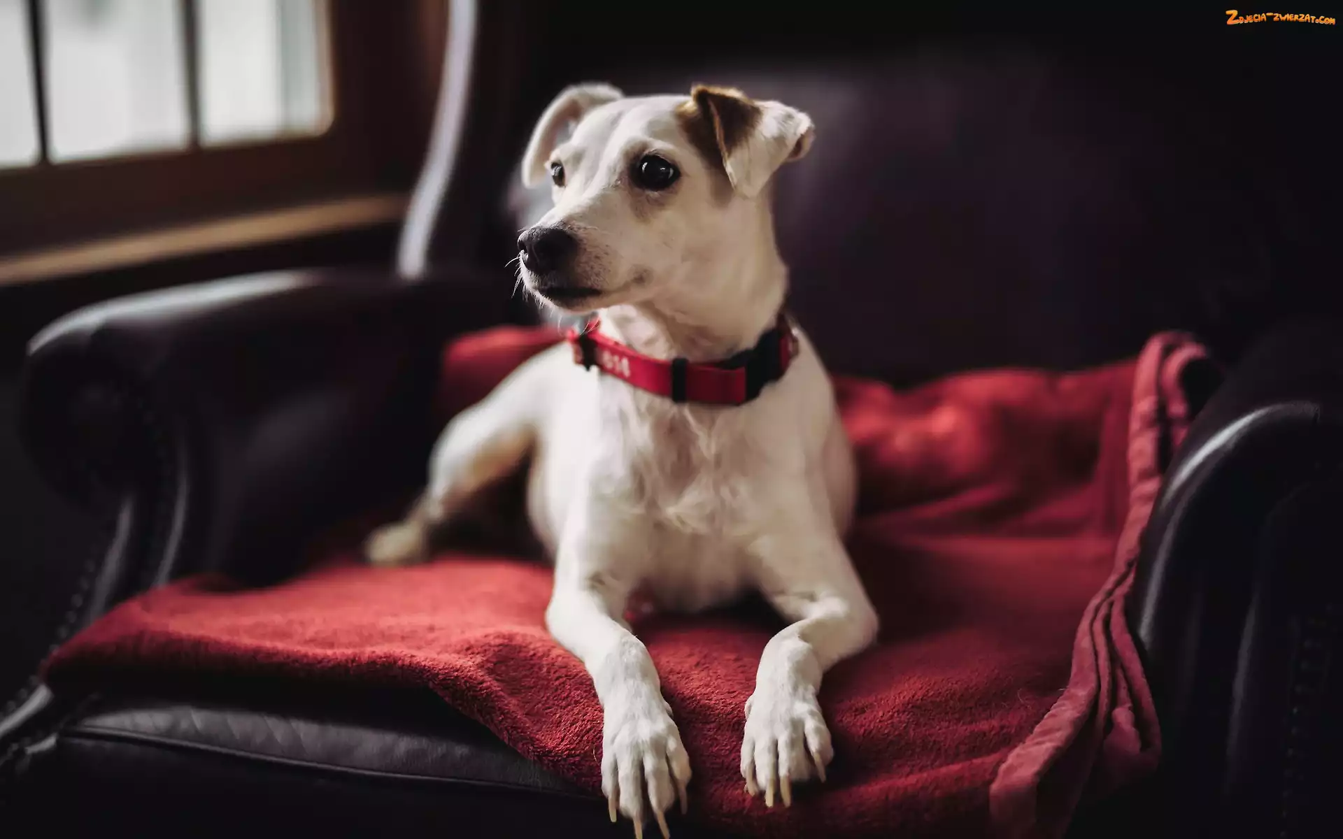 Poduszka, Czerwona, Pies, Jack Russell Terrier, Fotel