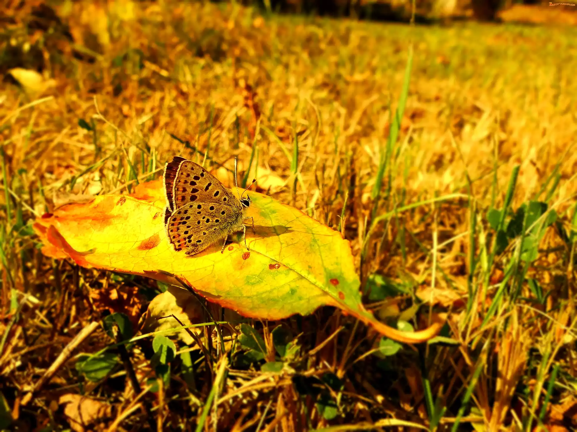 Czerwończyk uroczek, Jesień, Motyl, Liść