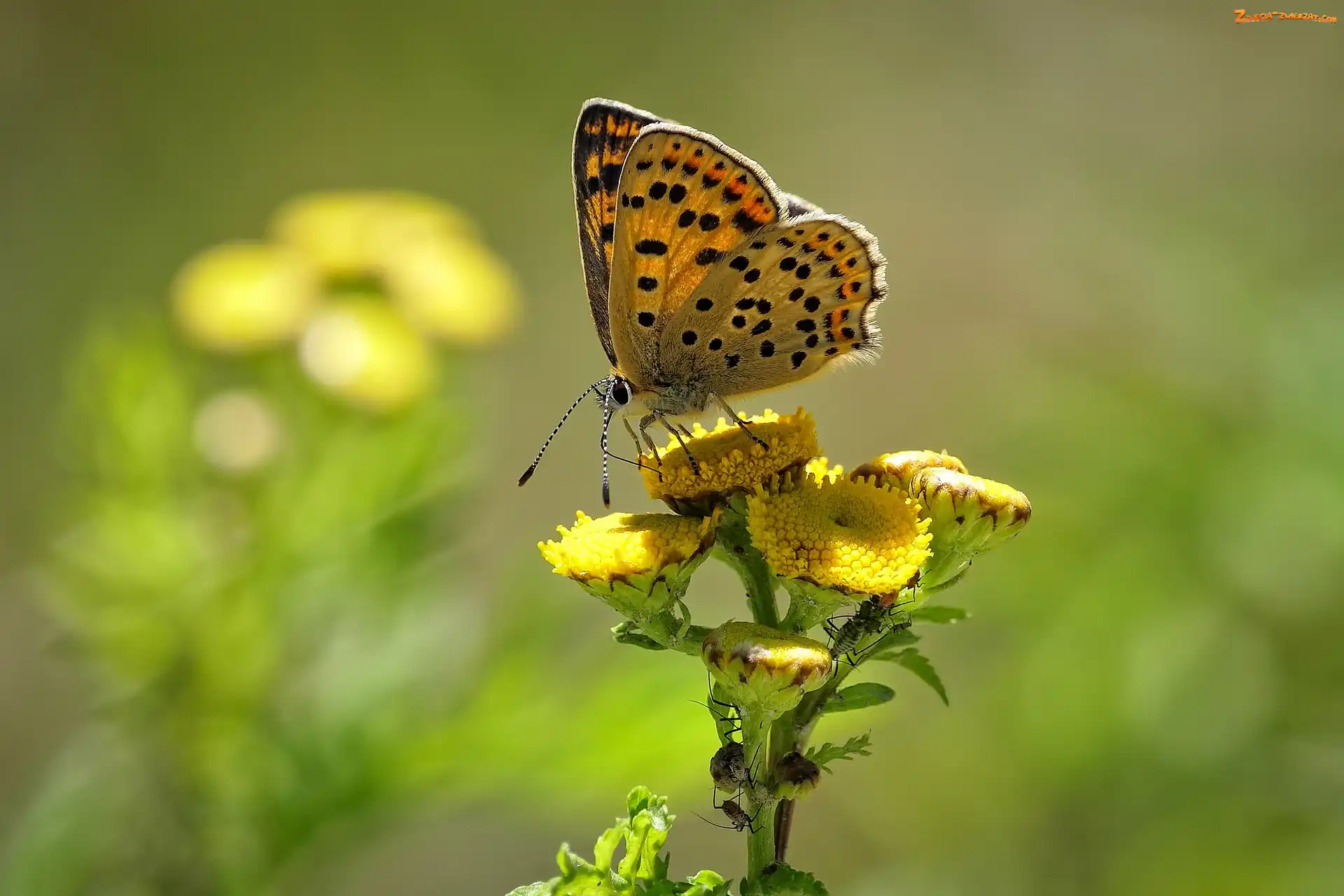 Czerwończyk uroczek, Kwiaty, Motyl, Żółte