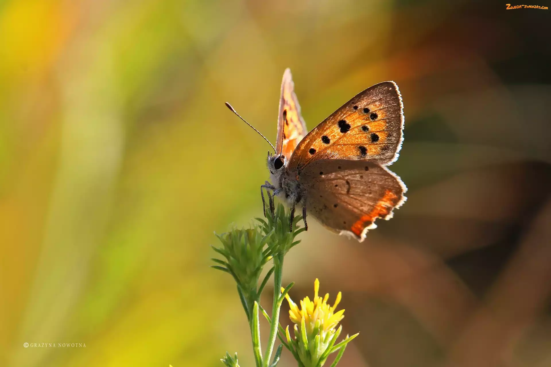 Czerwończyk, Lato, Motyl, Owad