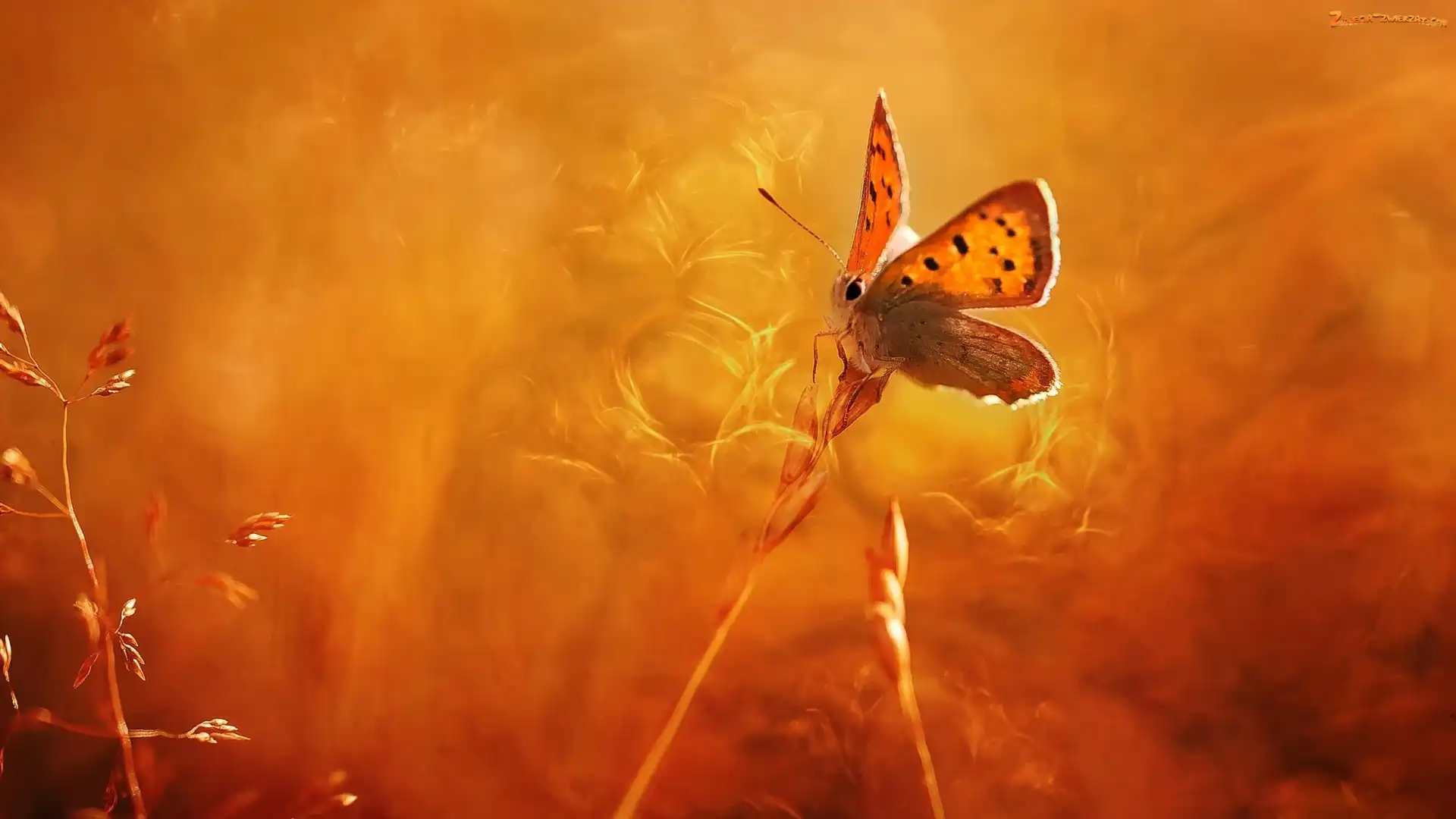 Czerwończyk żarek, Trawa, Motyl, Źdźbła