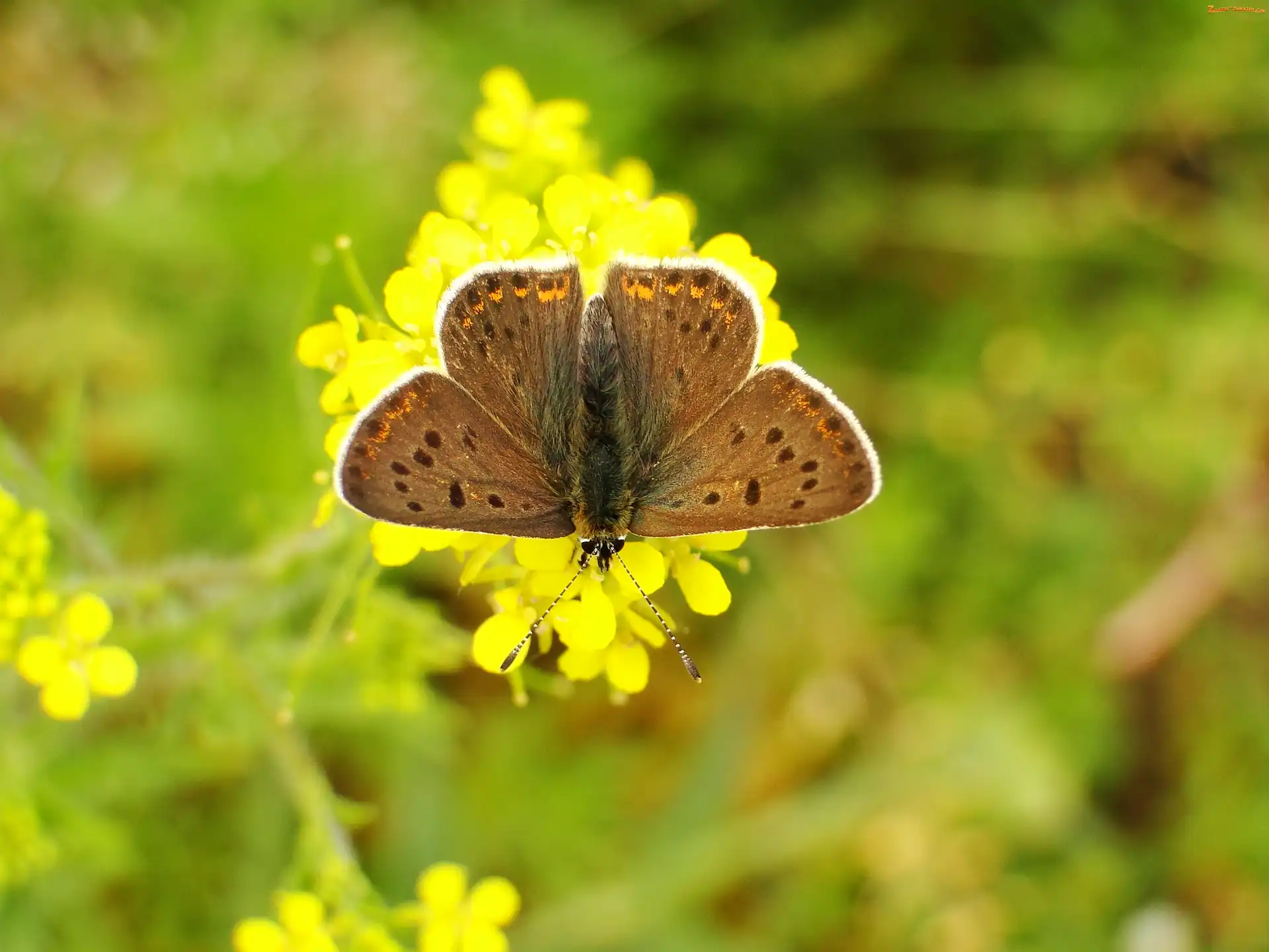 Czerwończyk uroczek, Motyl, Modraszek