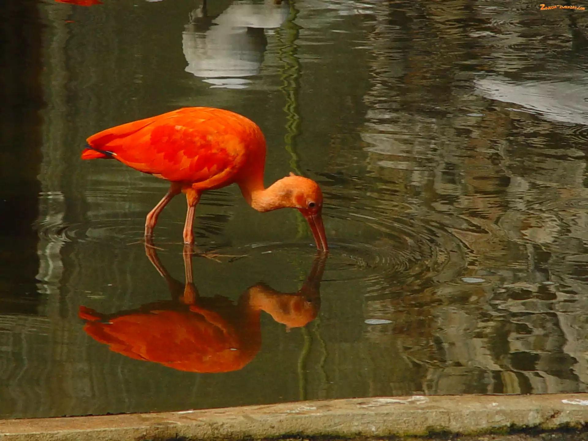 Czerwony, Odbicie, Ibis, Woda