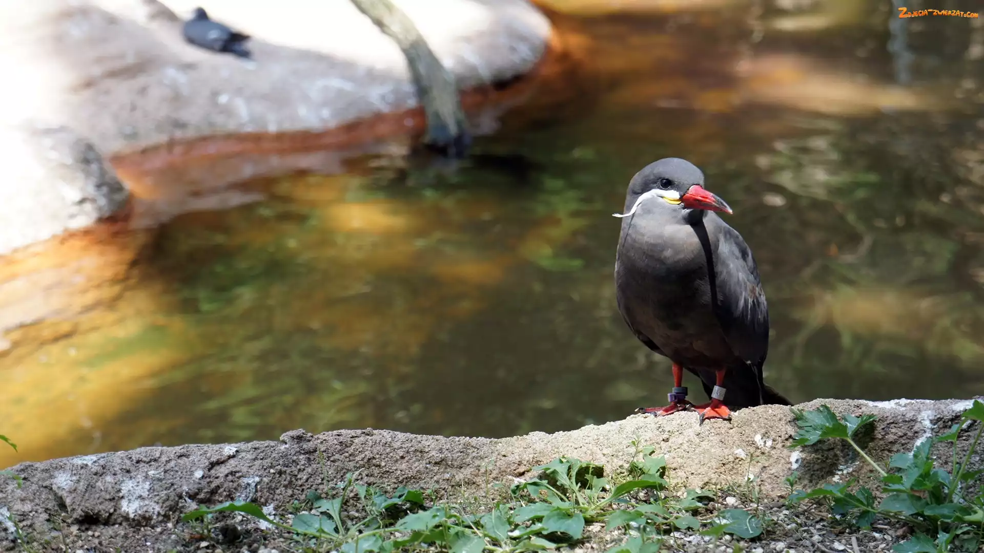 Rzeka, Dziób, Inca Tern, Ptak, Czerwony
