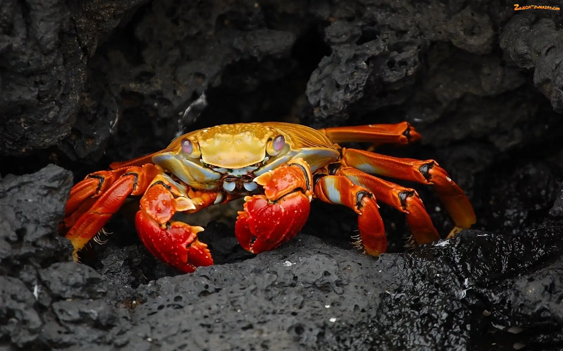Skała, Czerwony, Krab