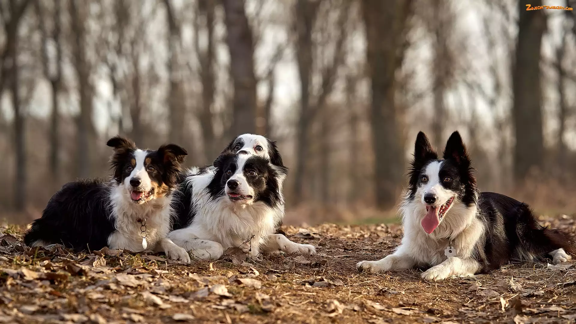 Cztery, Drzewa, Psy, Border collie