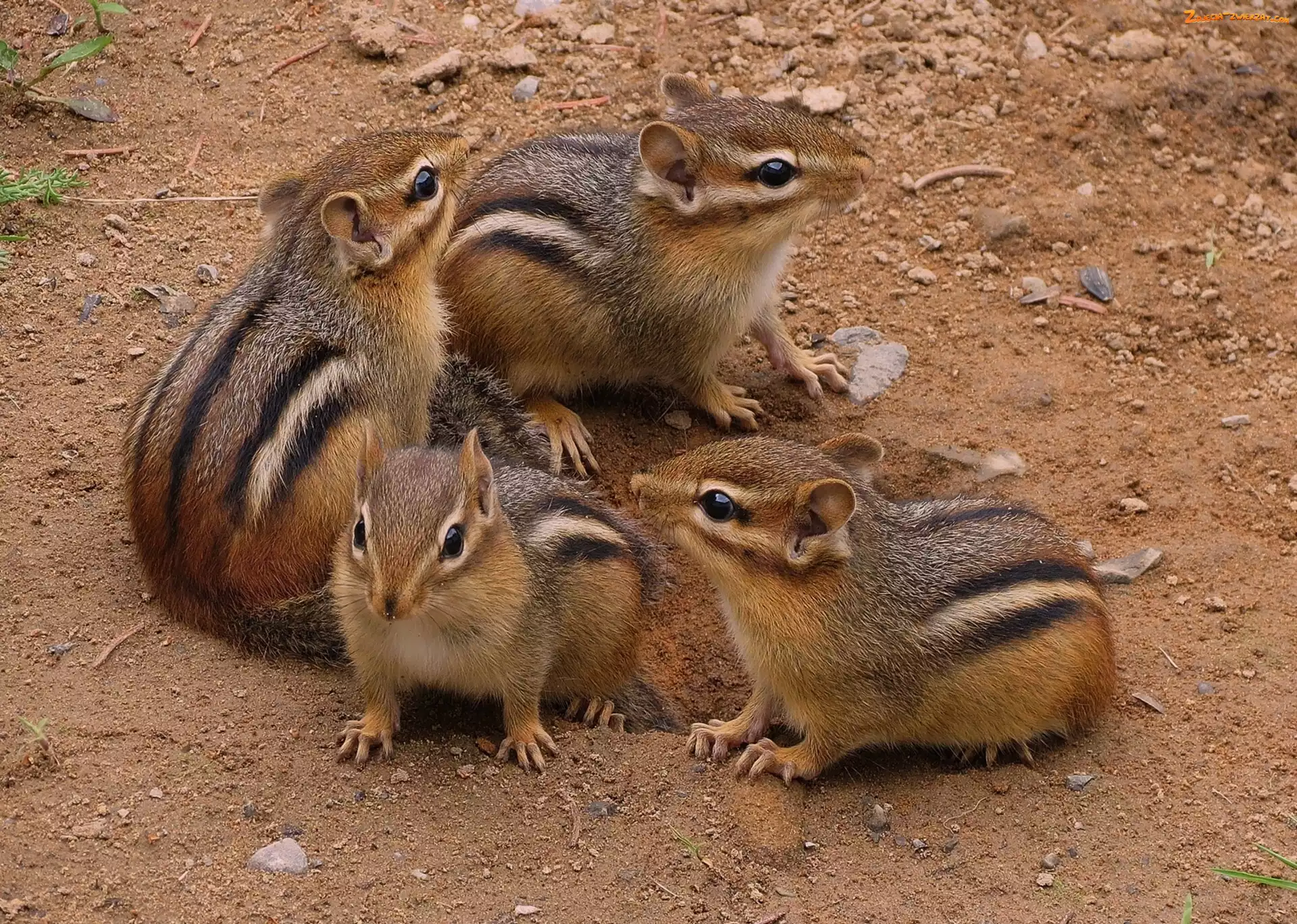 Rodzinka, Cztery, Chipmunki