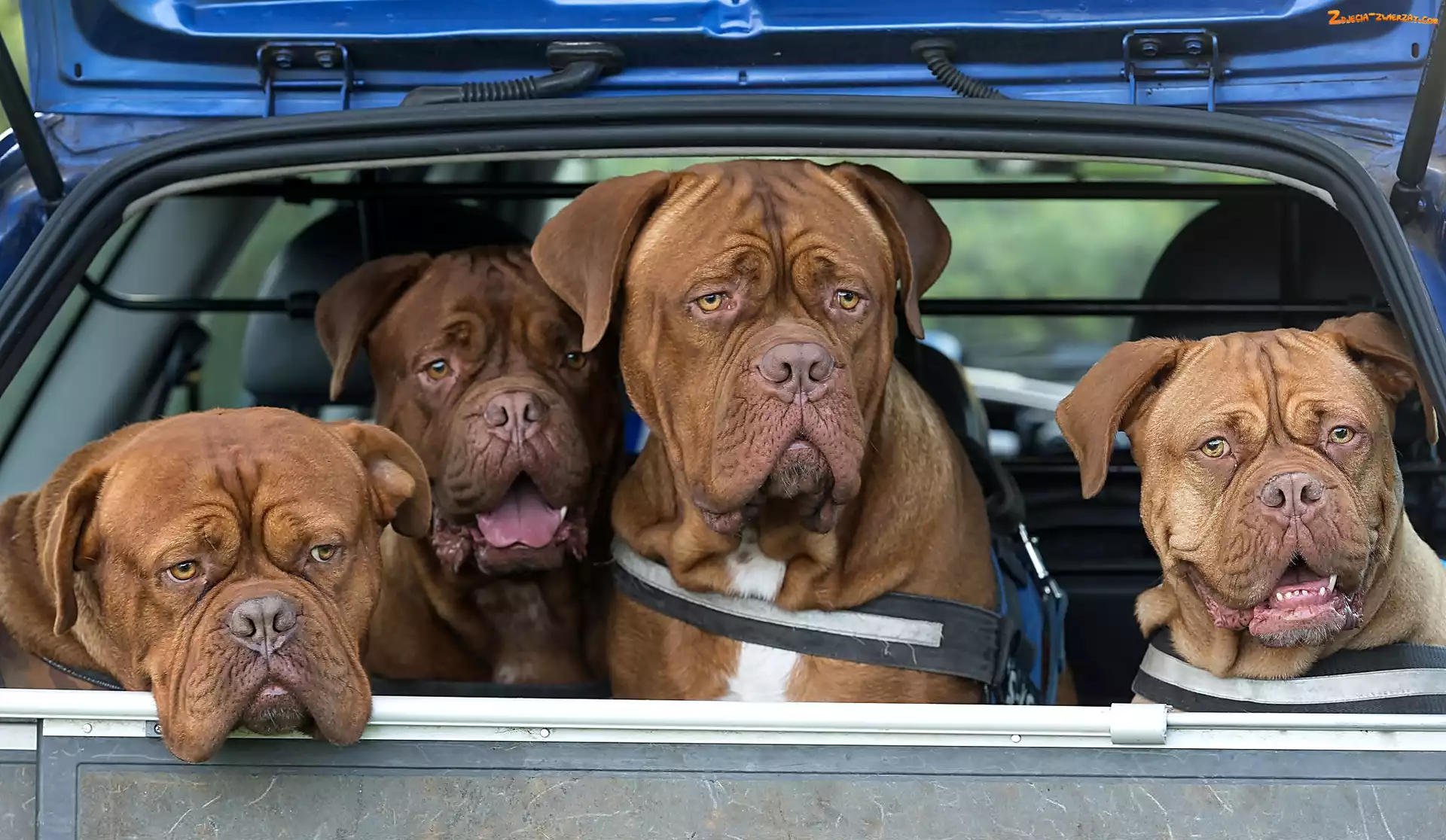 Cztery, Dog de Bordeaux, Samochód, Psy