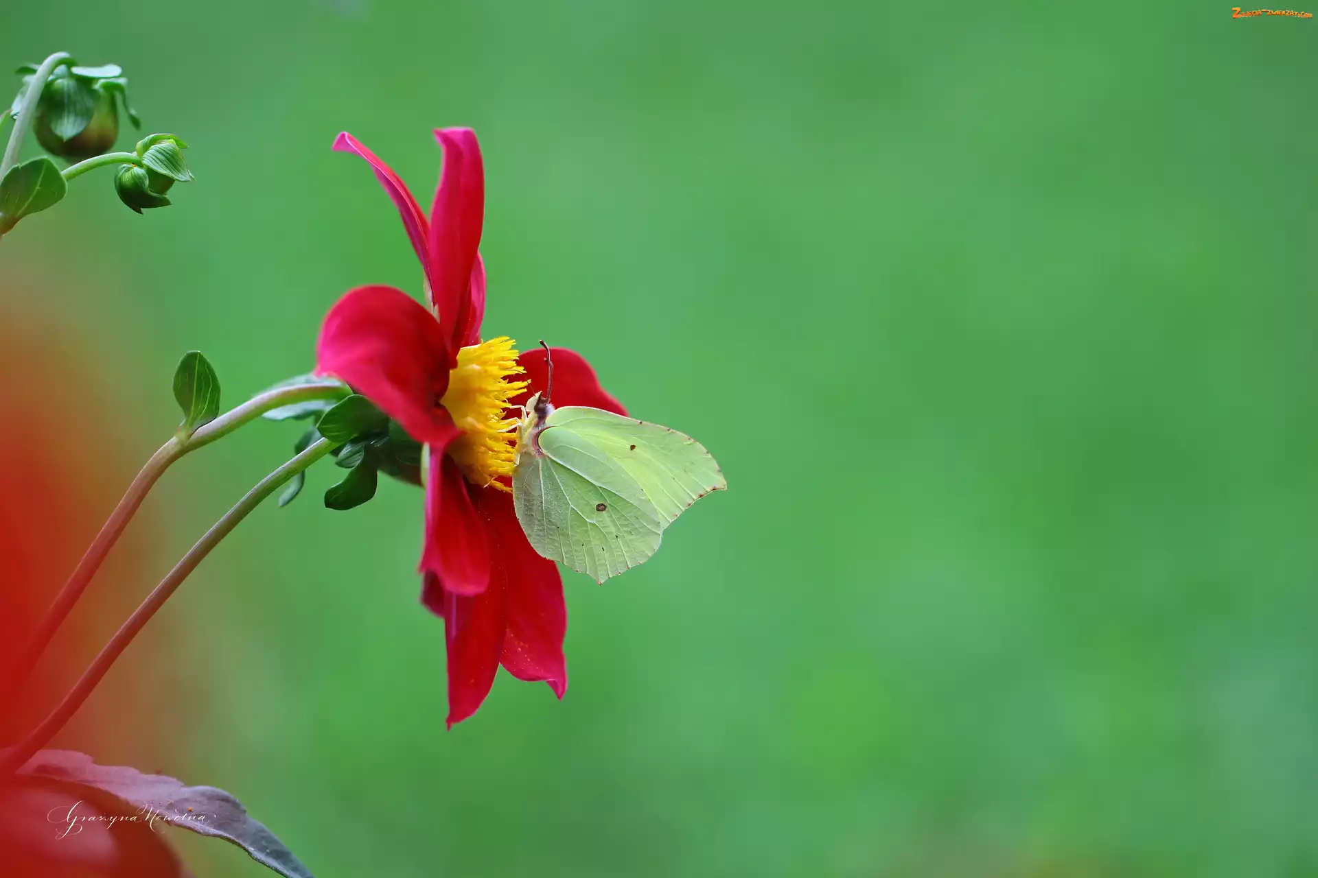 Dalia, Cytrynek, Czerwona, Motyl