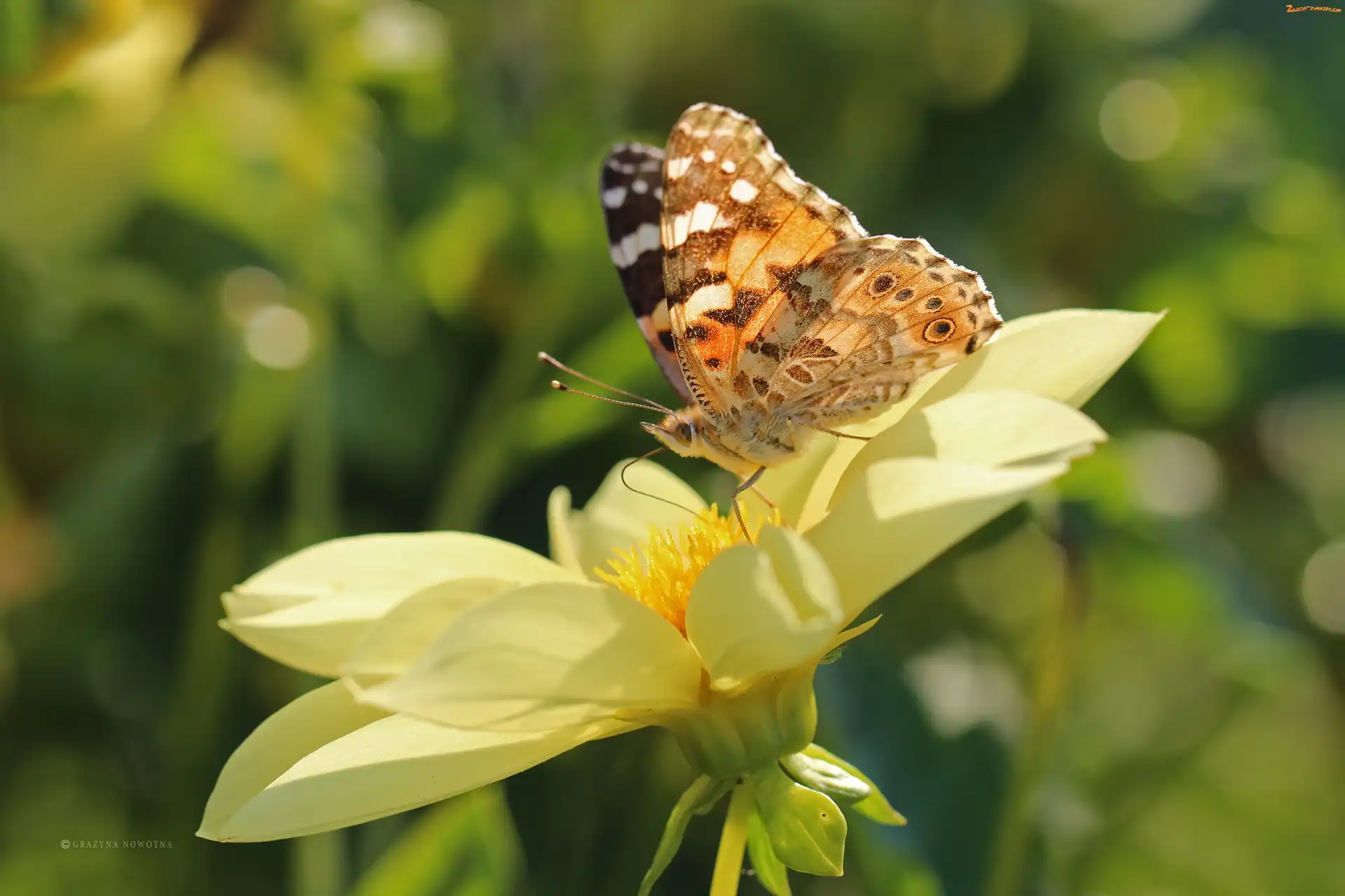 Dalia, Kwiaty, Rusałka Osetnik, Motyl, Owad