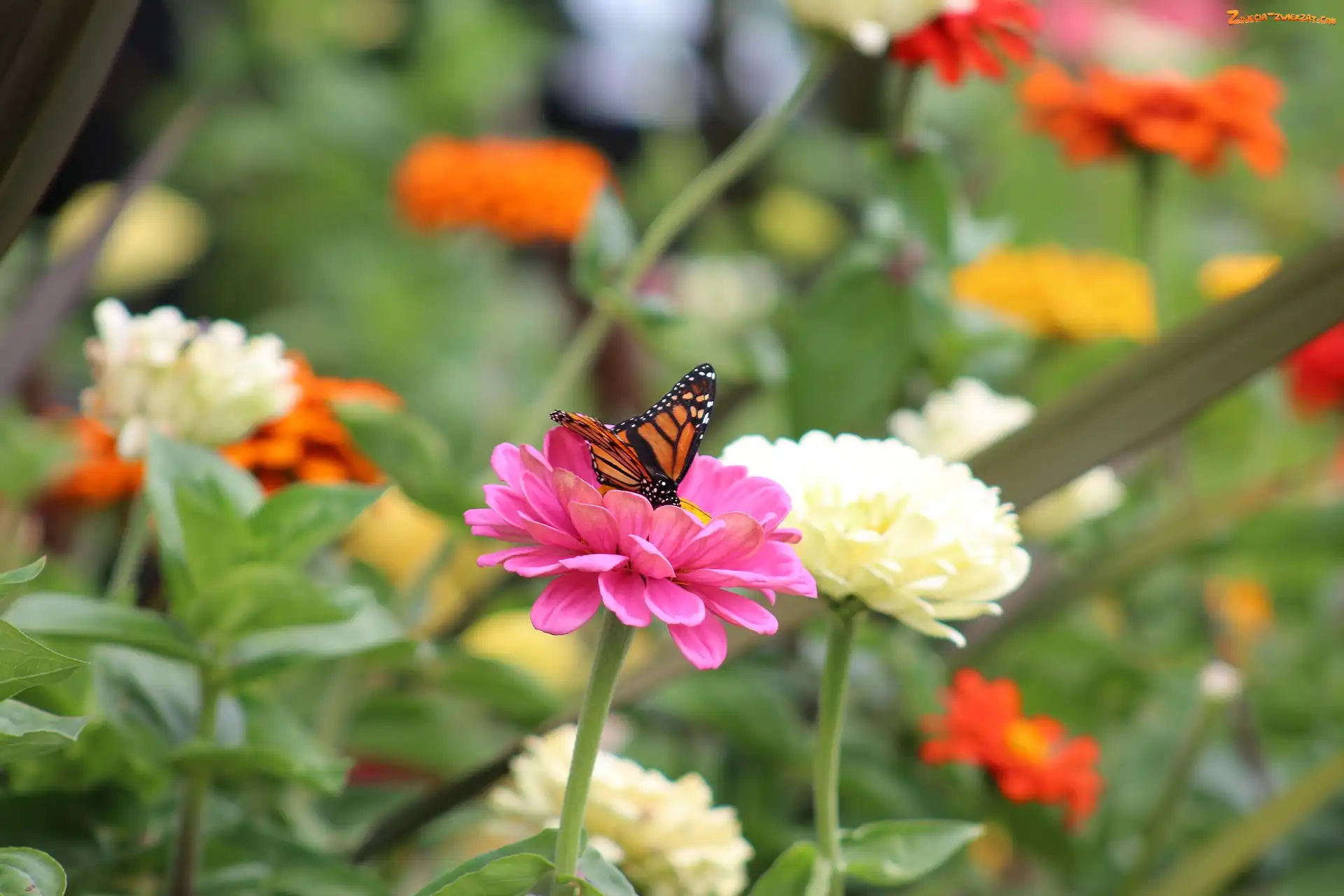 Danaid wędrowny, Monarcha, Cynie, Kwiaty, Motyl