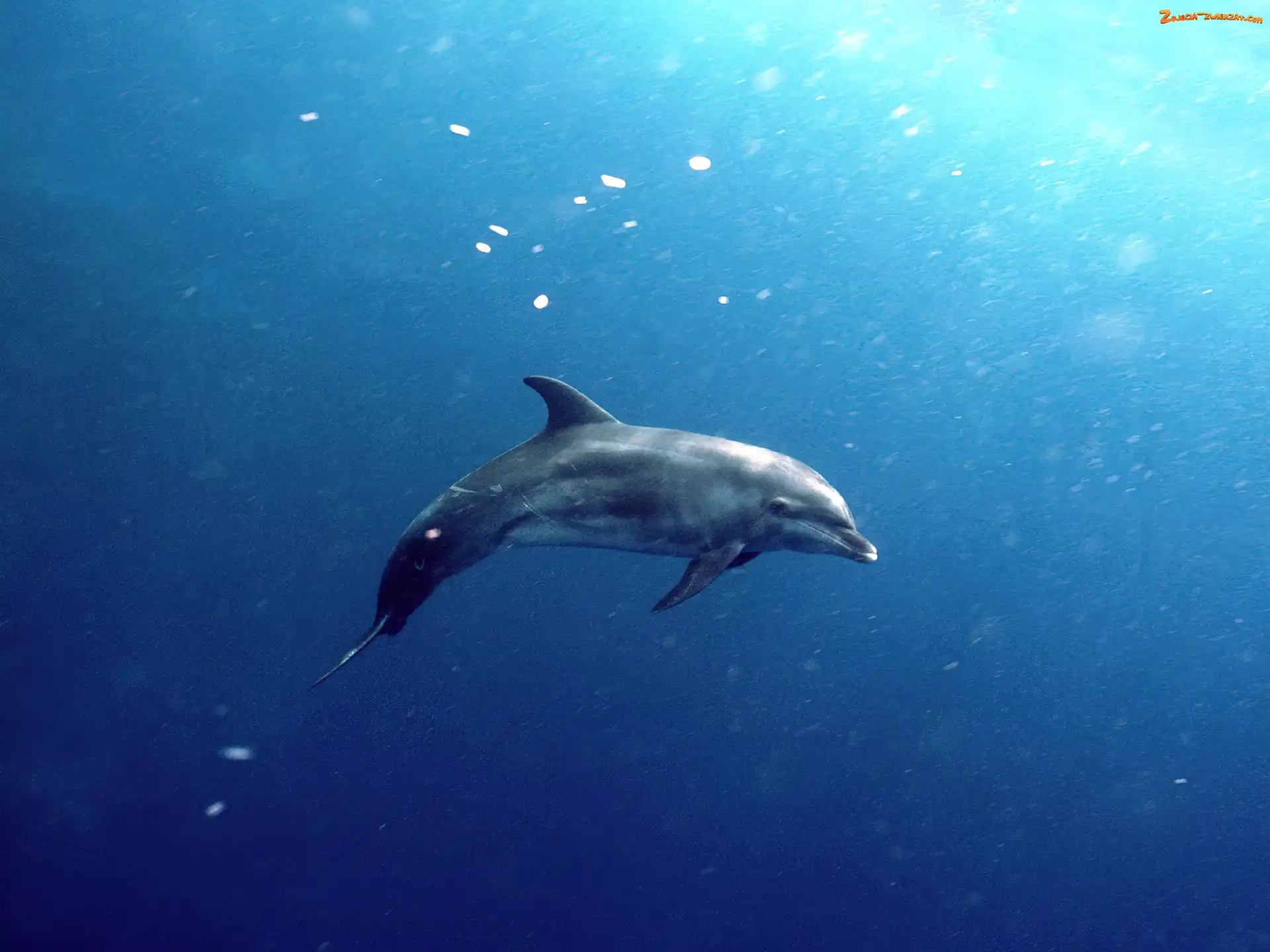 Delfin