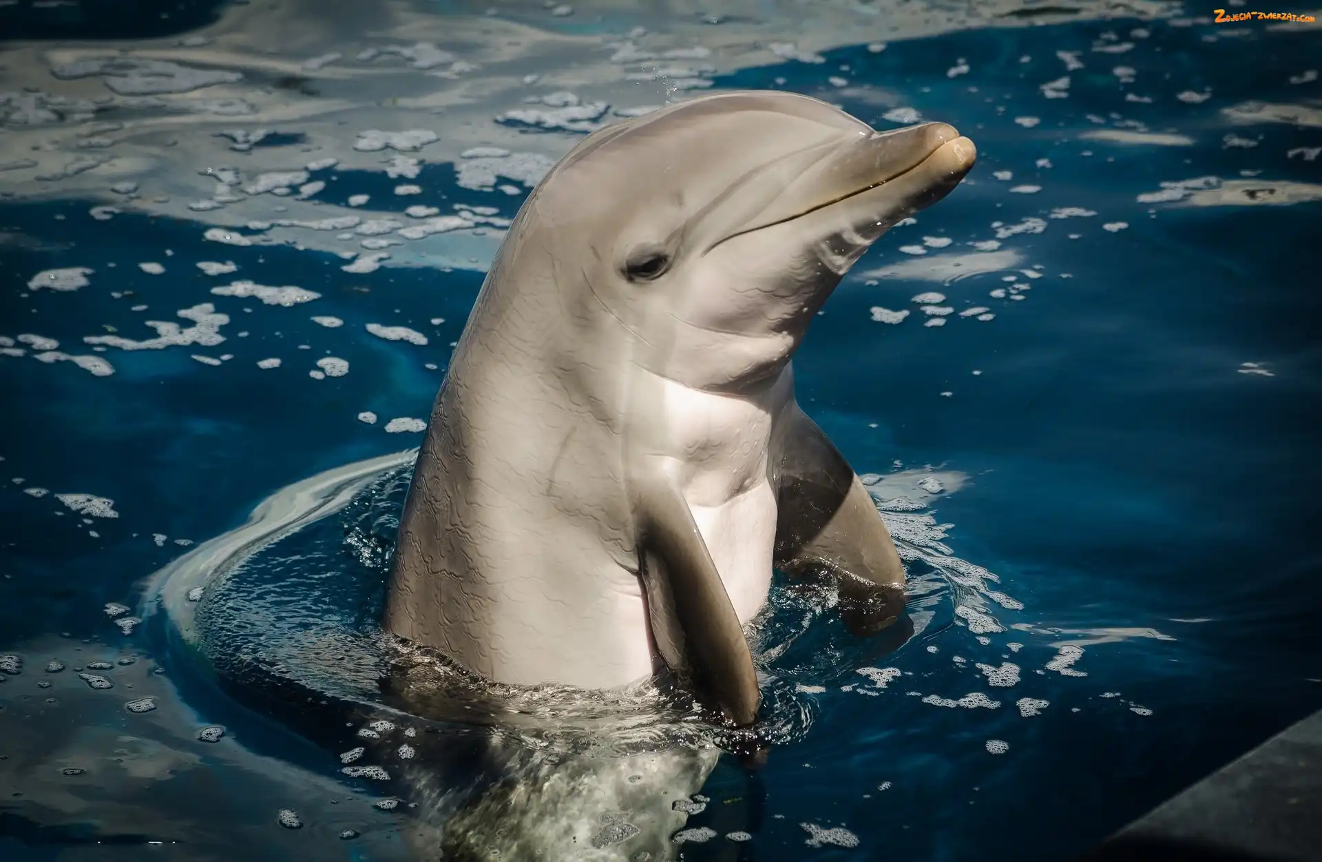 Delfin