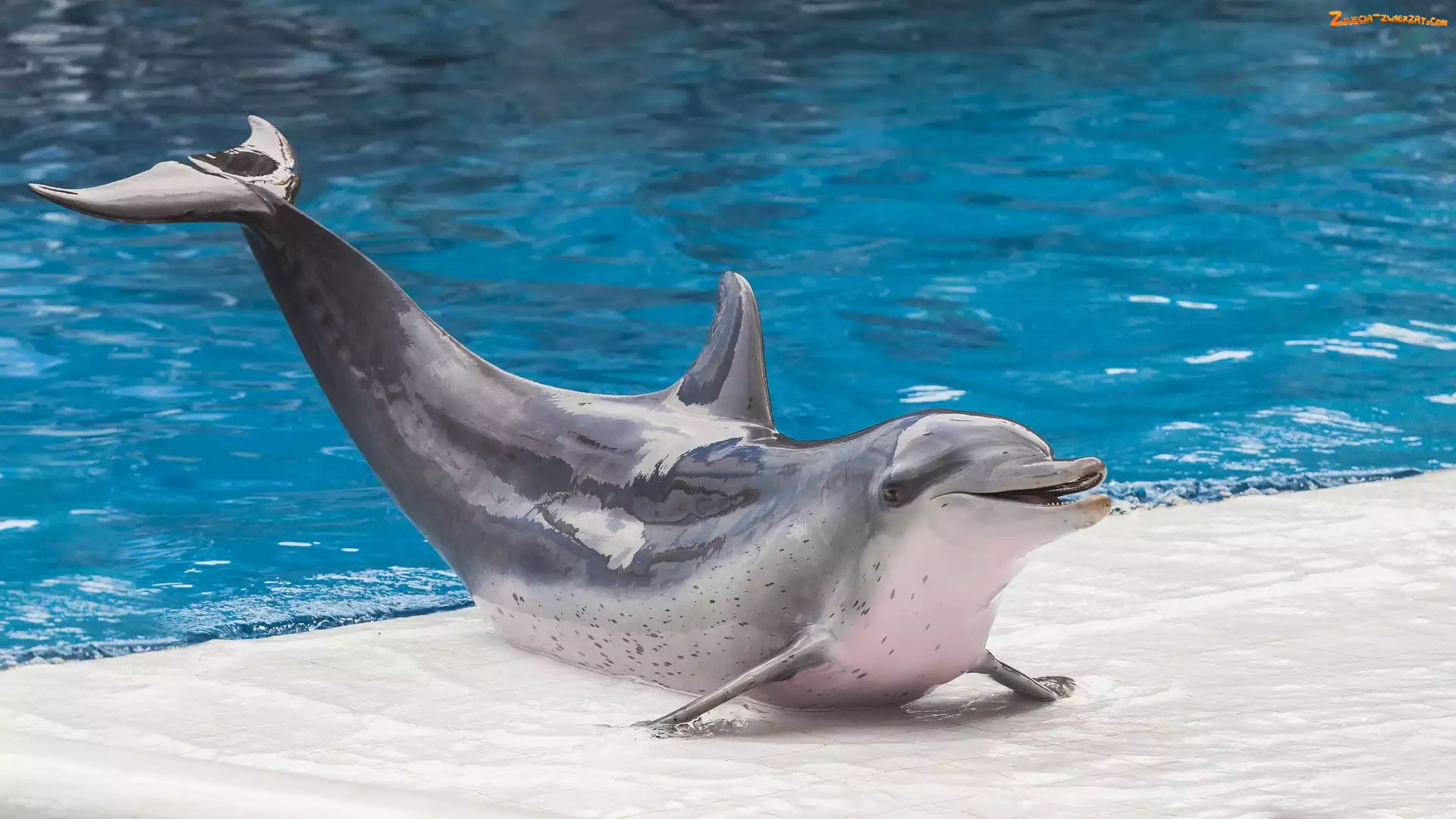 Delfin, Basen