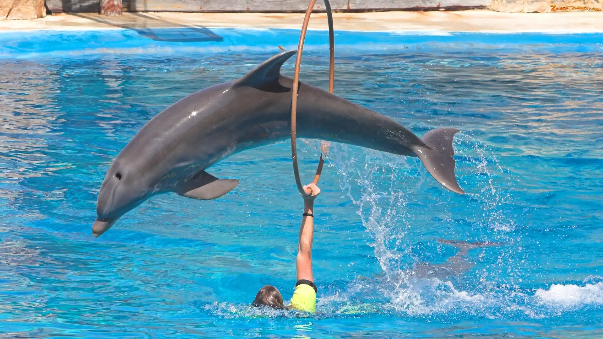 Delfin, Człowiek, Basen, Koło