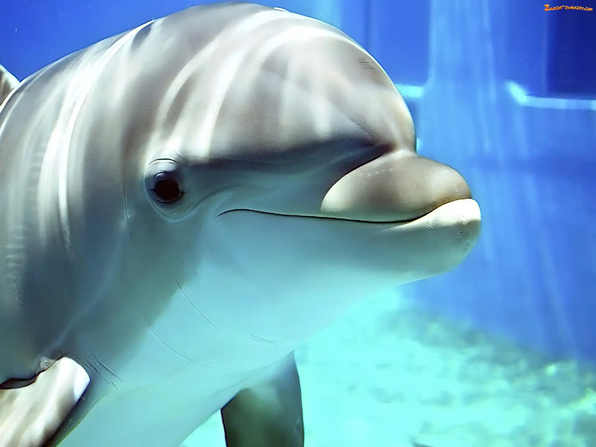 Basen, Delfin, Woda