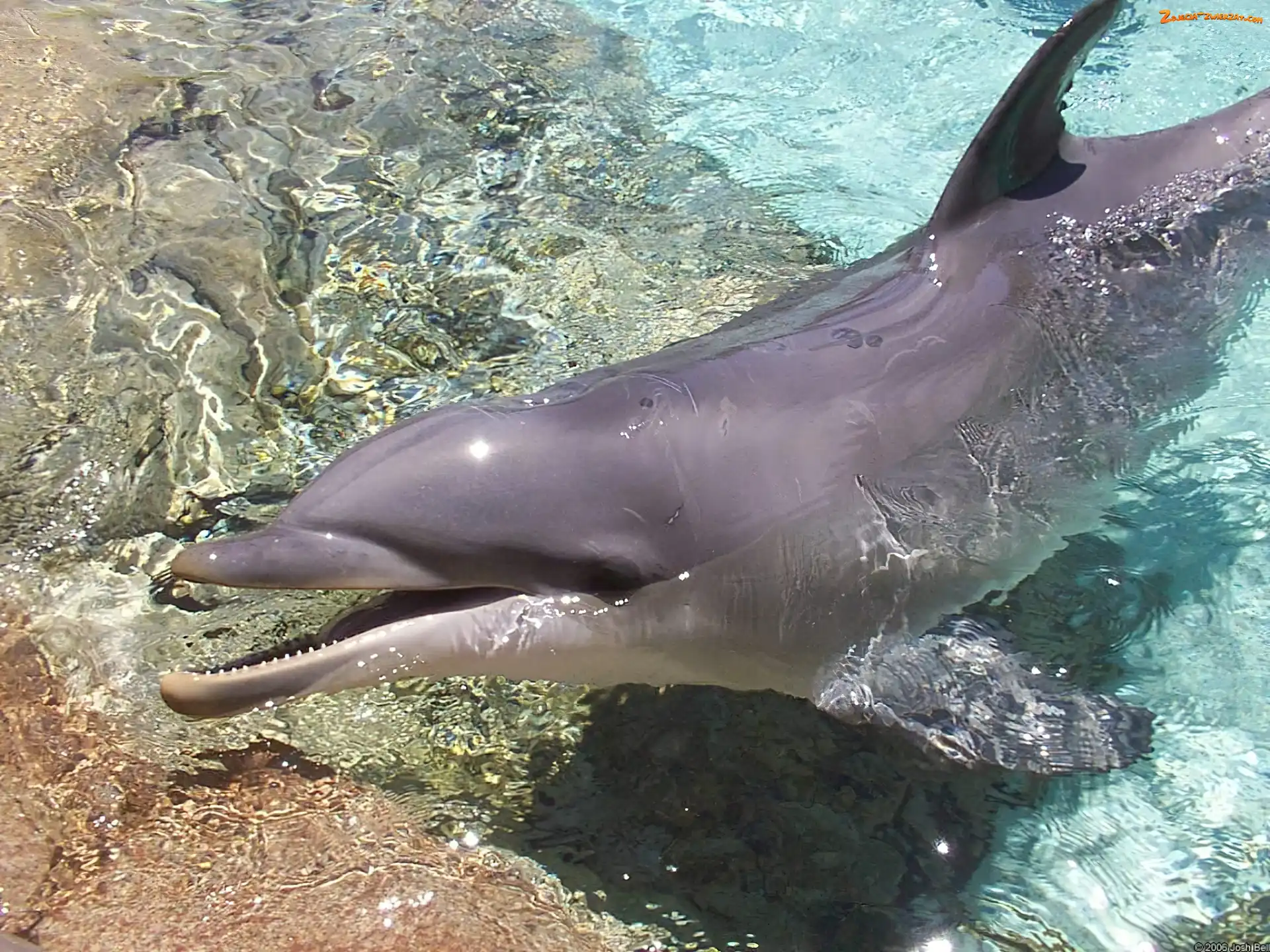 Dno, Delfin, Woda