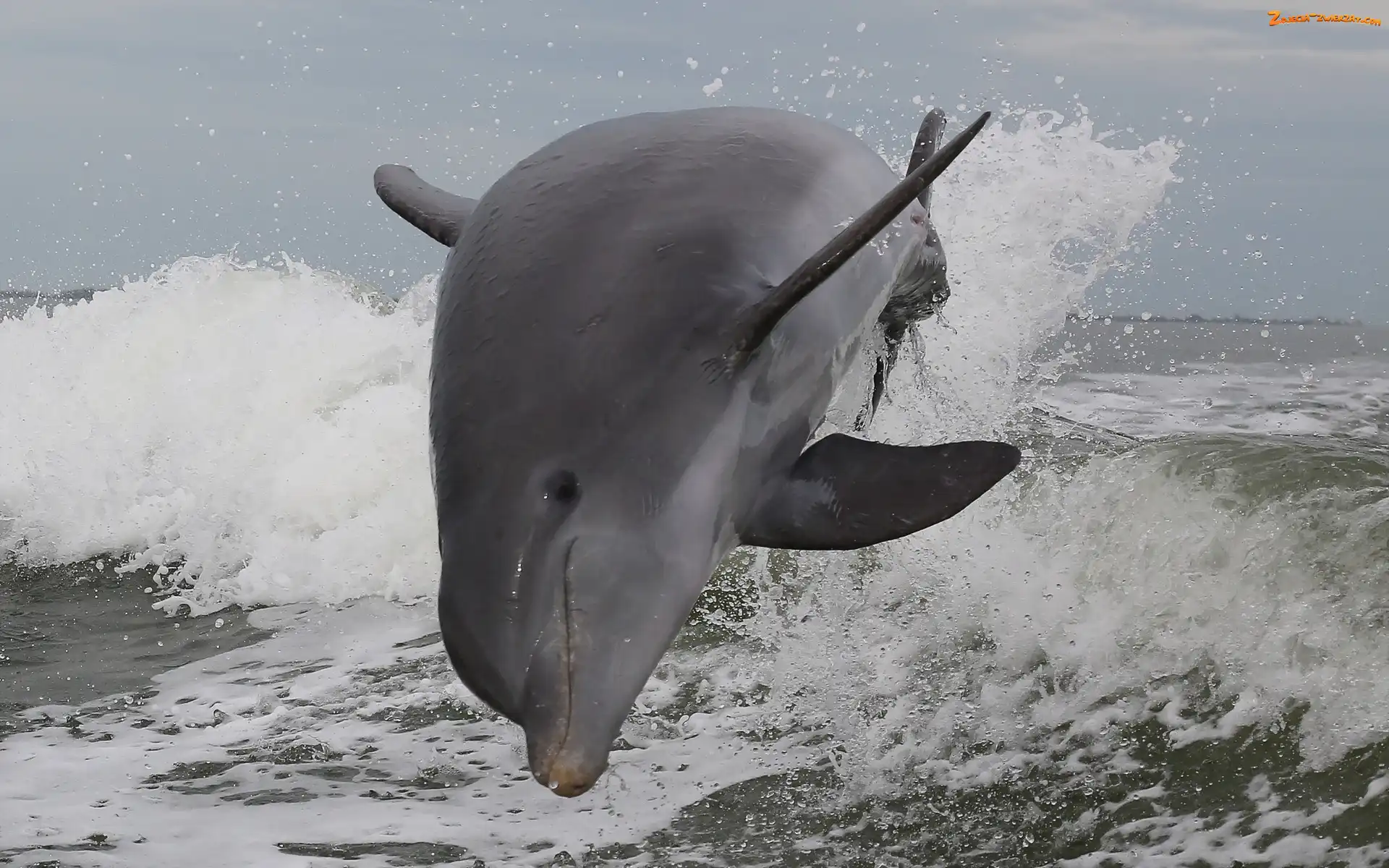 Fale, Delfin, Morze