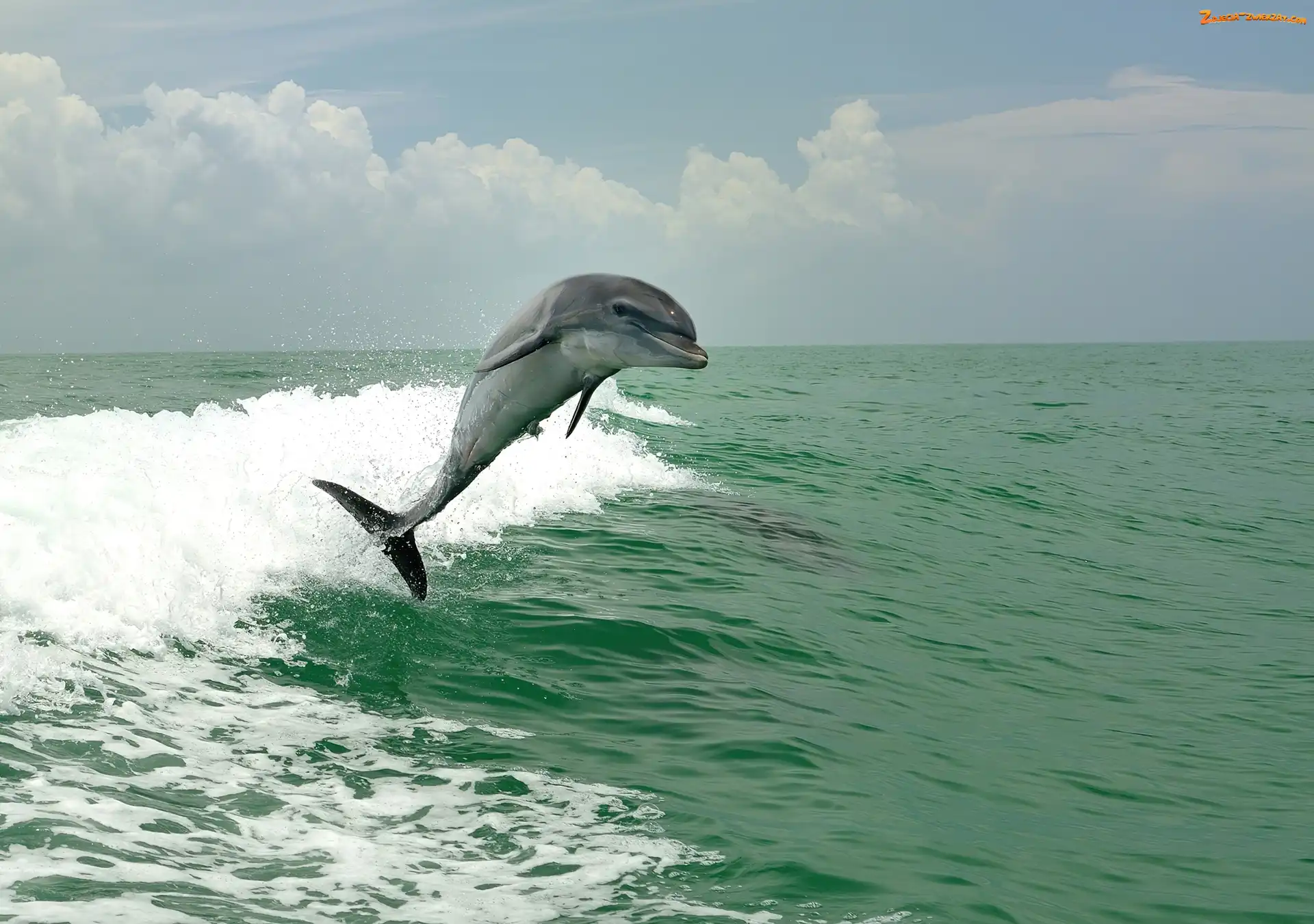 Fale, Delfin, Morze
