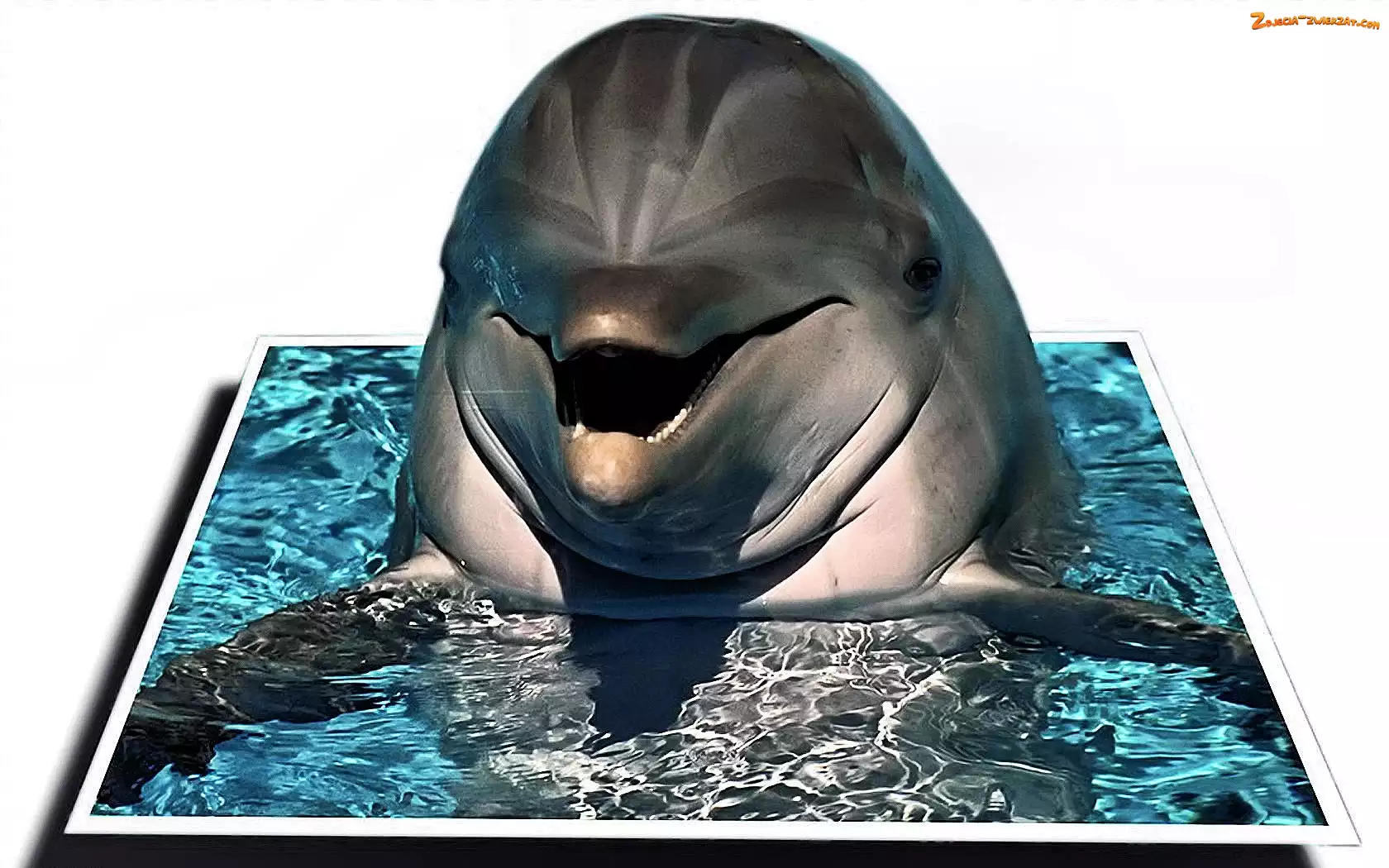 Grafika, Delfin, Woda