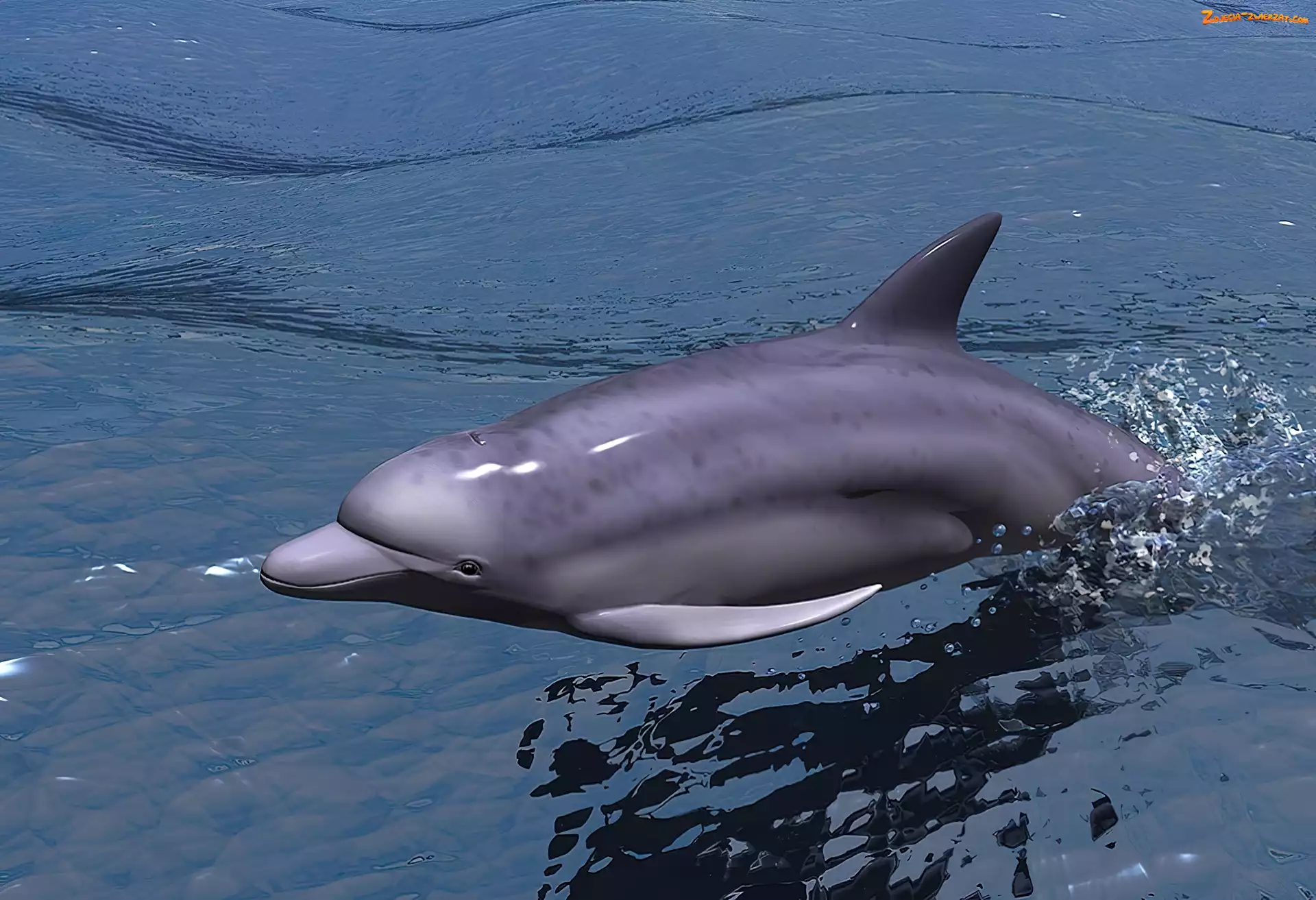 Delfin, Grafika