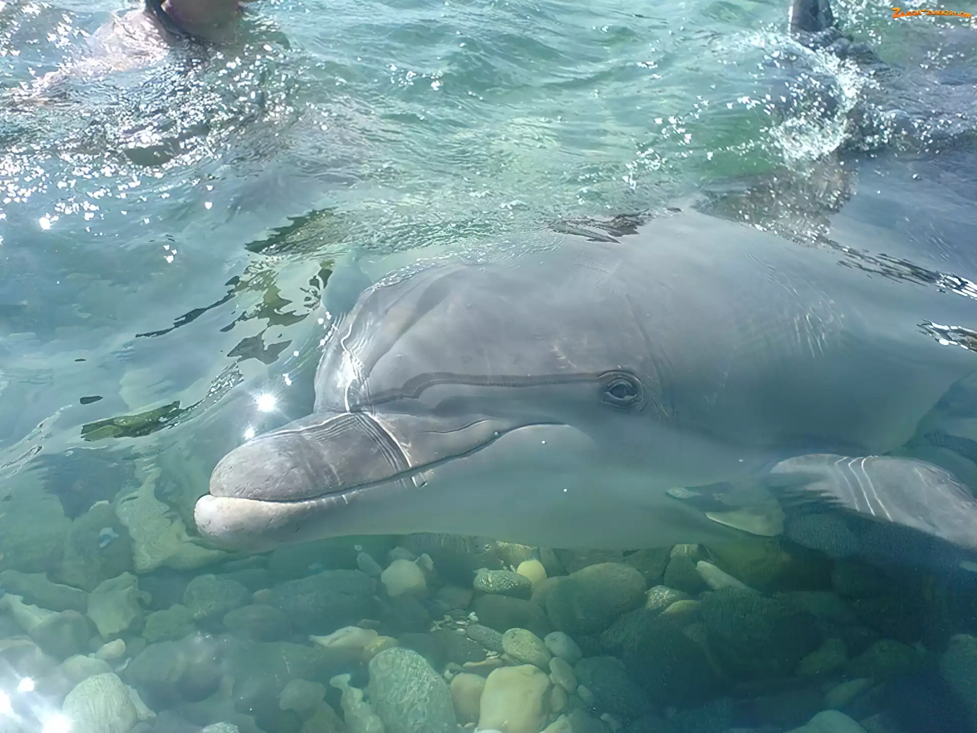 Kamienie, Delfin, Woda