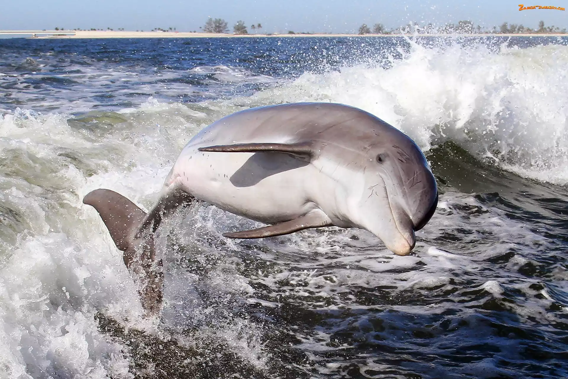 Delfin, Morze