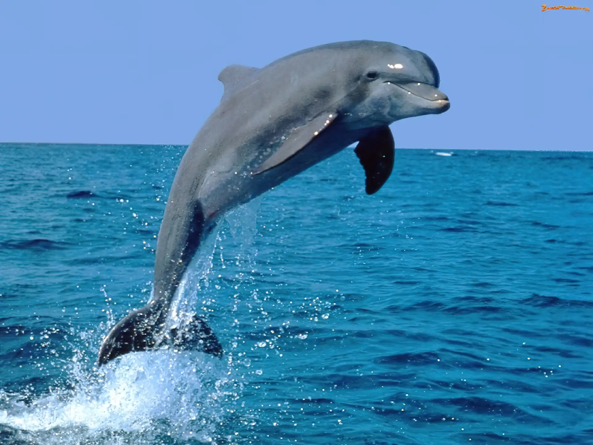 Morze, Delfin, Skok