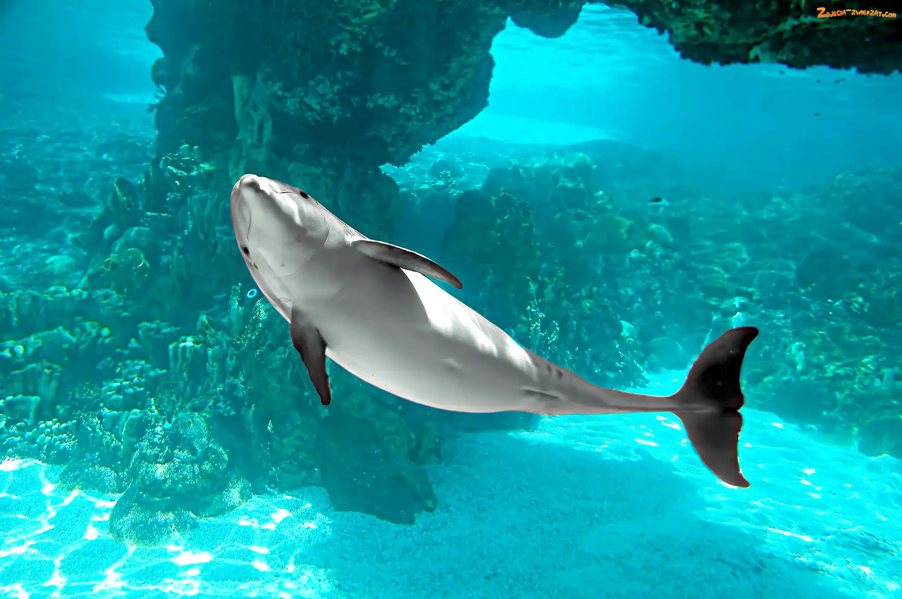 Oceanu, Delfin, Błękit