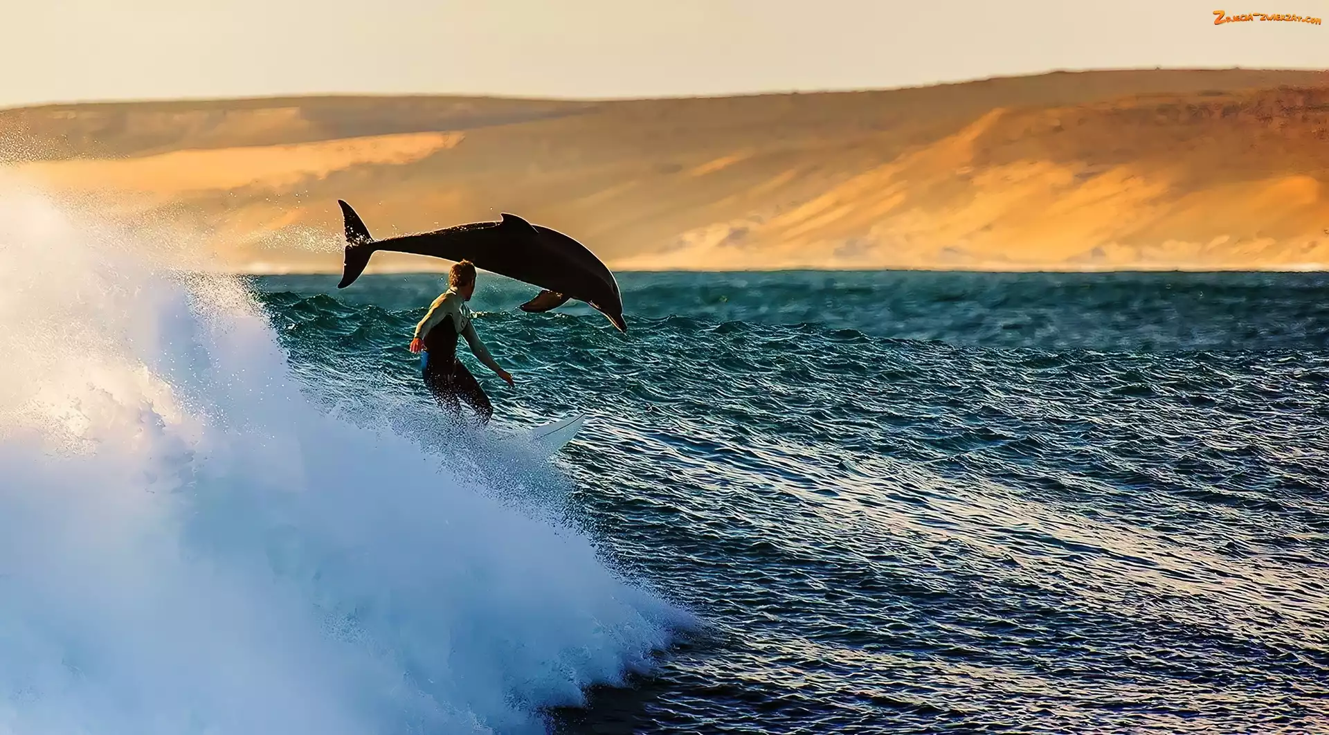 Windsurfing, Delfin, Fala