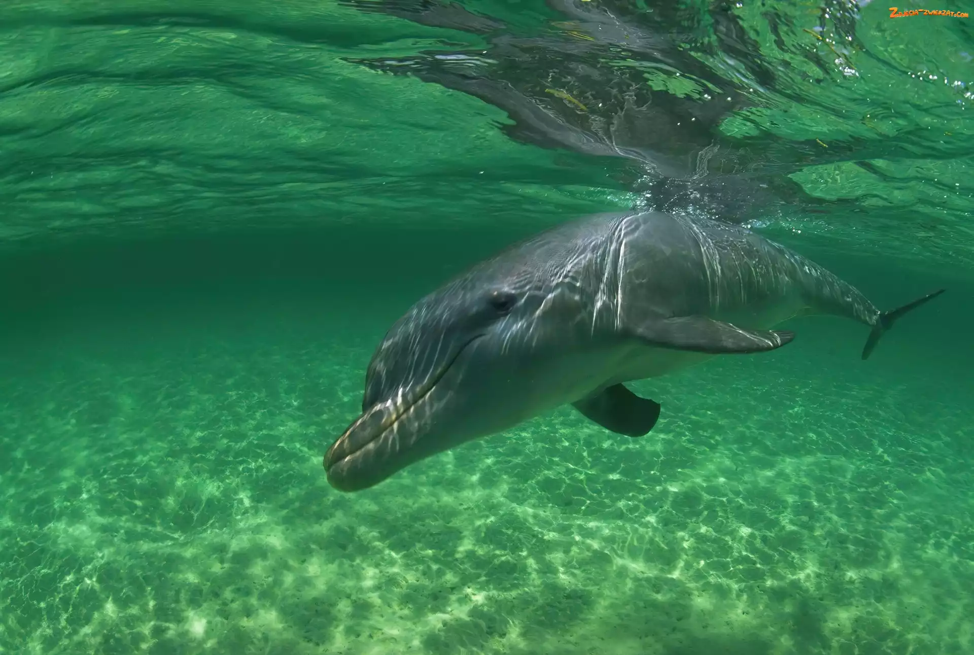 Woda, Delfin