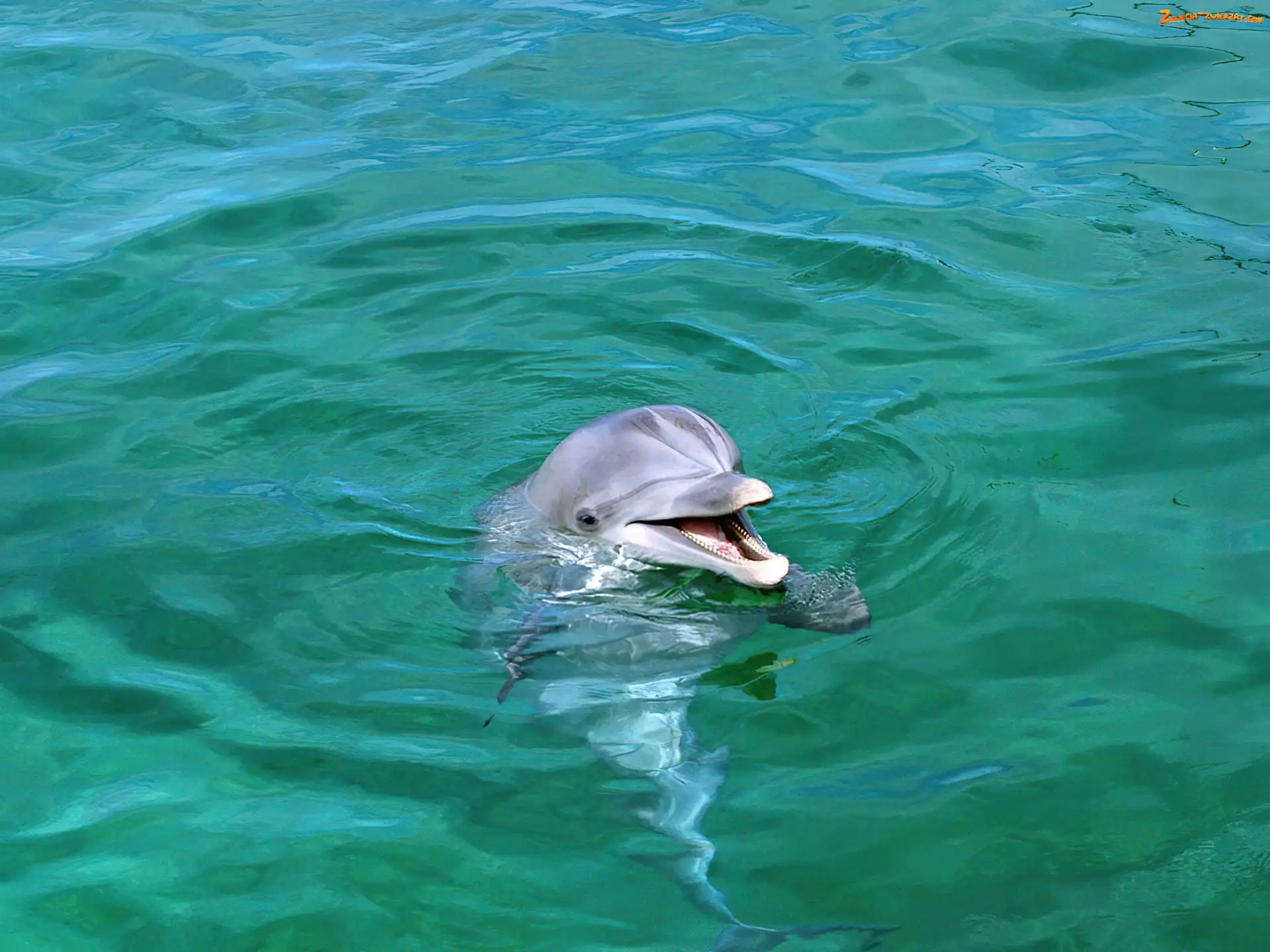 Woda, Delfin